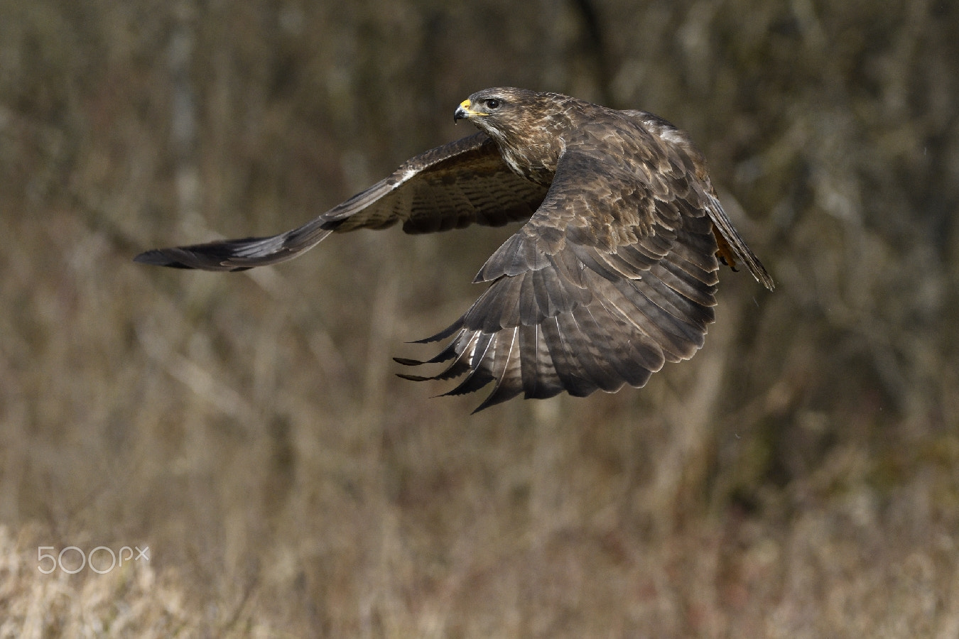 Nikon AF-S Nikkor 200-400mm F4G ED-IF VR sample photo. In flight.. photography
