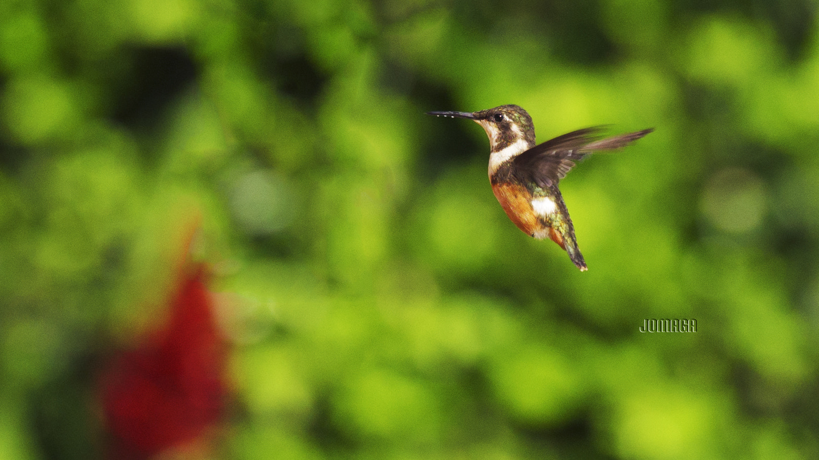 Pentax K-1 sample photo. A tiny hummingbird photography