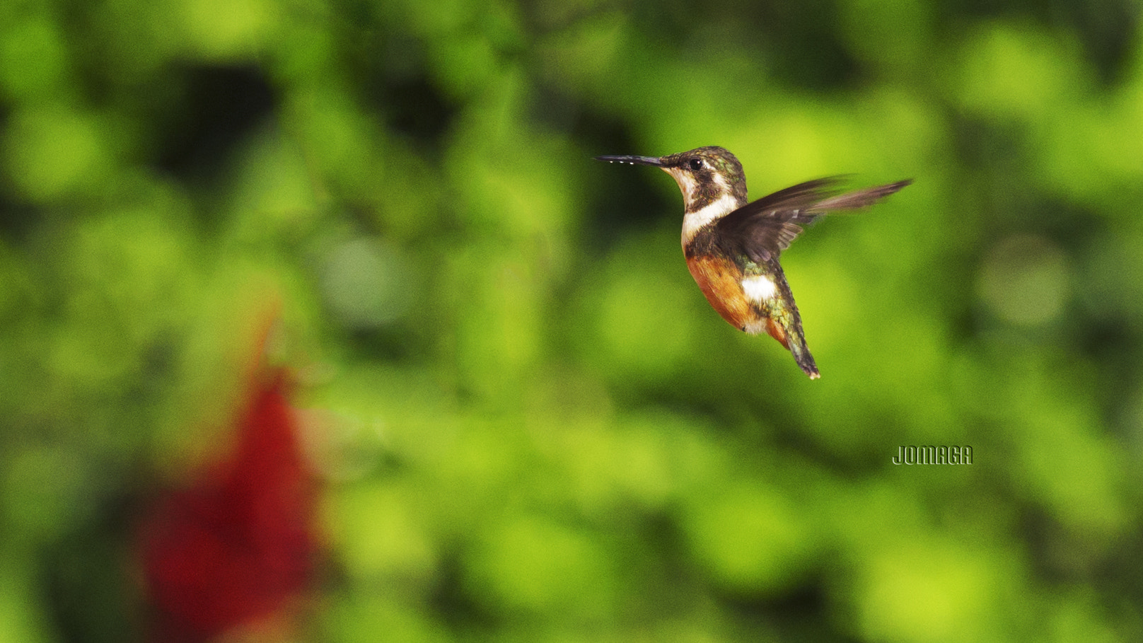 Pentax D FA* 70-200mm F2.8ED DC AW sample photo. A tiny hummingbird photography