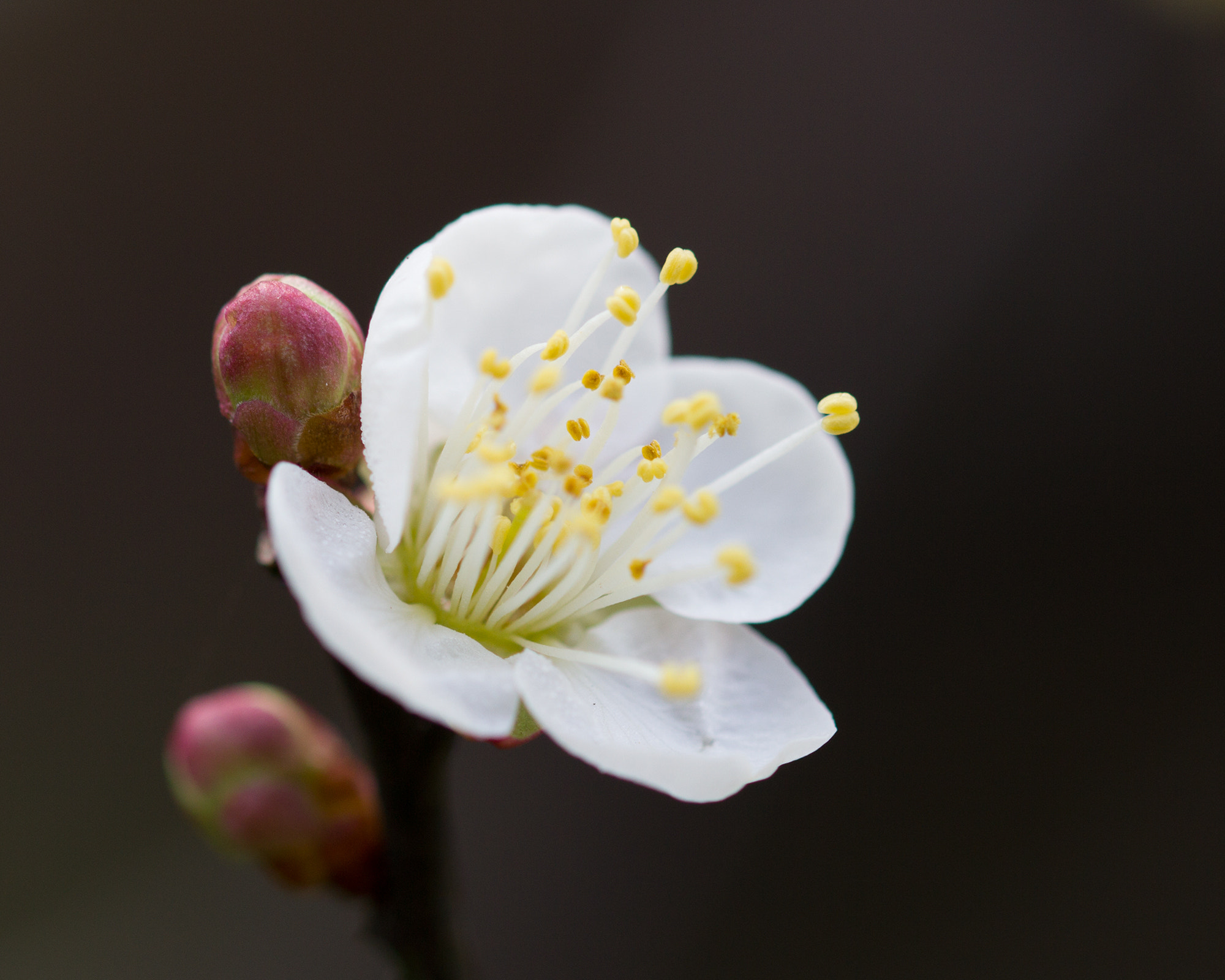 Sigma 105mm F2.8 EX DG OS HSM sample photo