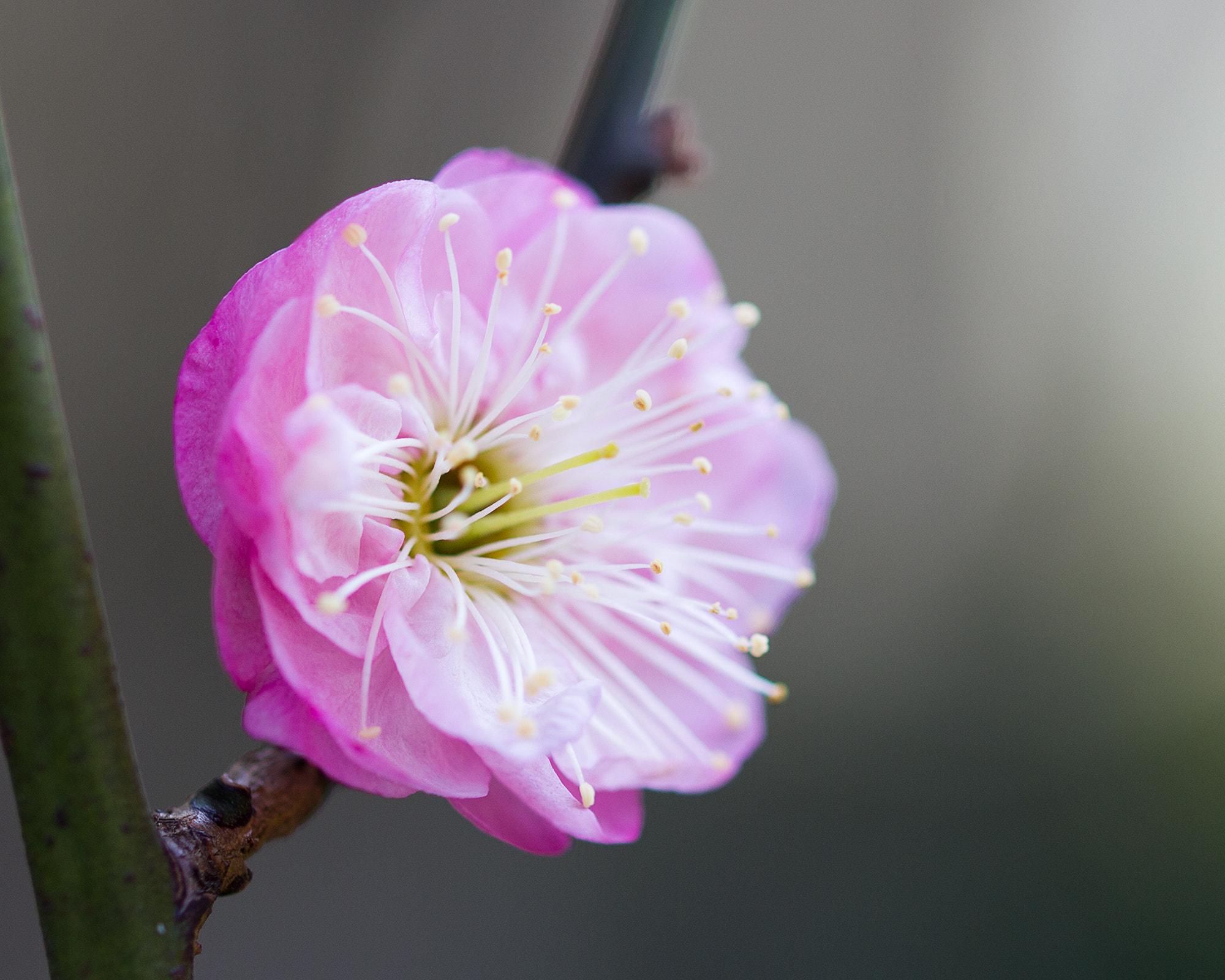 Sigma 105mm F2.8 EX DG OS HSM sample photo