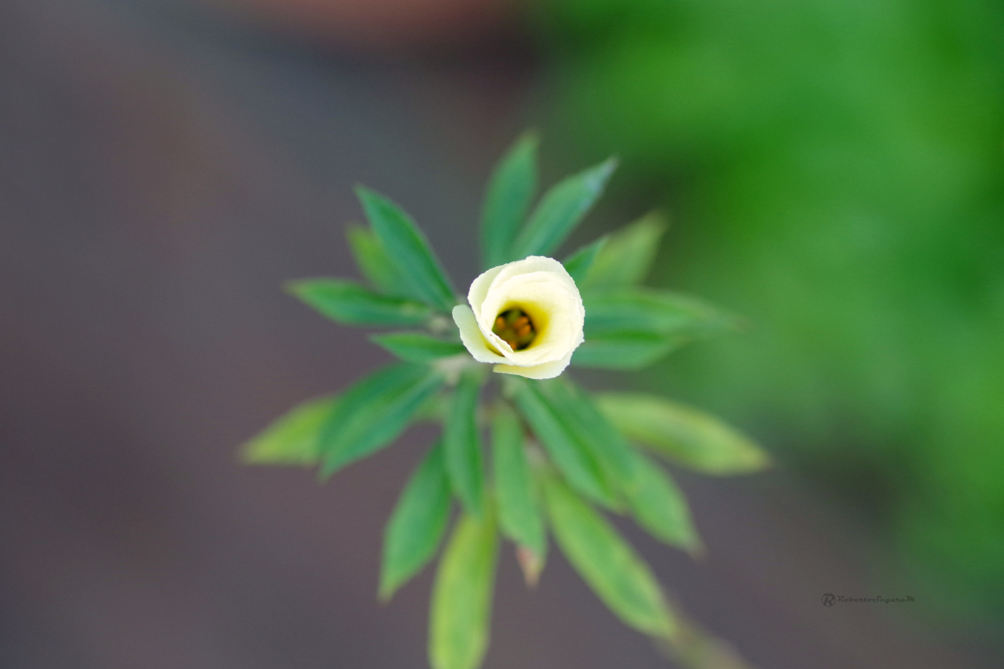 Pentax smc D-FA 100mm F2.8 Macro WR sample photo. Abriendo photography