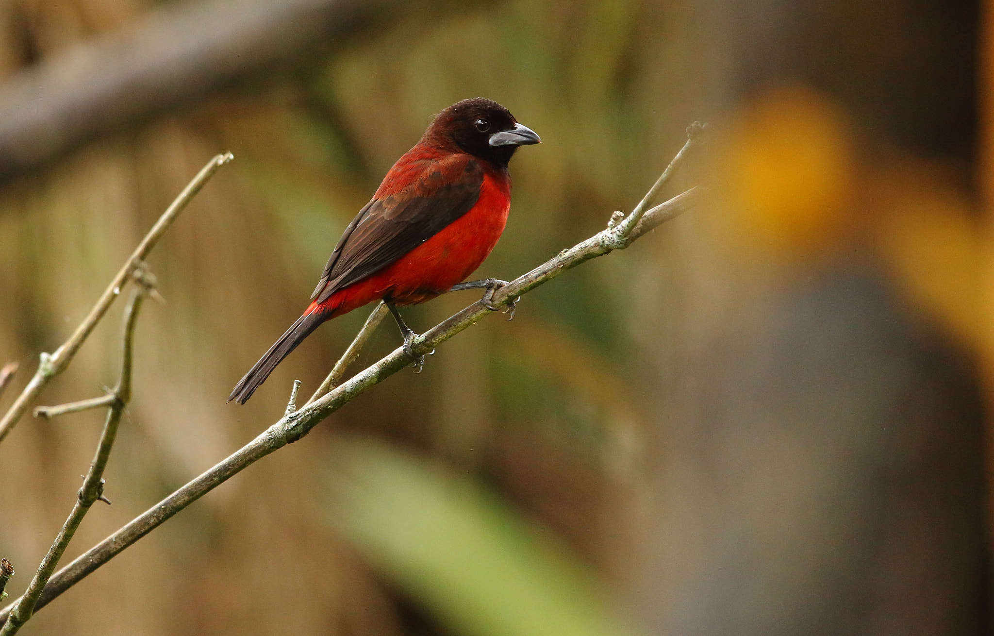 Canon EF 300mm F2.8L IS USM sample photo. Crimson-backed tanager - female photography