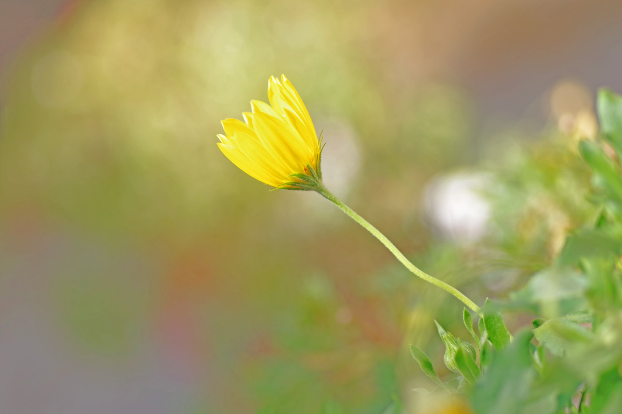 Pentax smc D-FA 100mm F2.8 Macro WR sample photo. A yellow flower photography