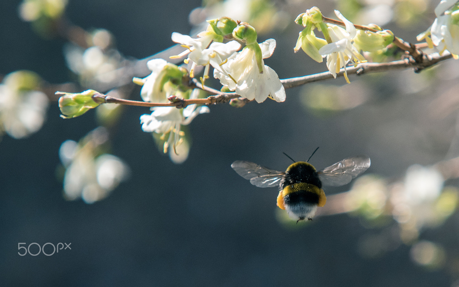 Nikon D750 sample photo. Flying bumblebee photography