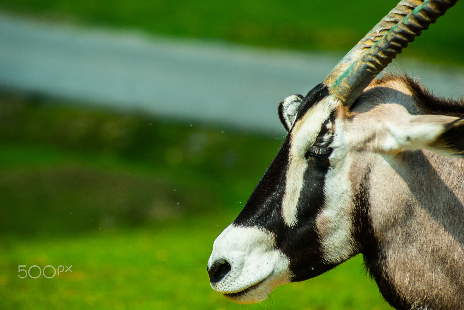 Sony 75-300mm F4.5-5.6 sample photo. Italy animals photography