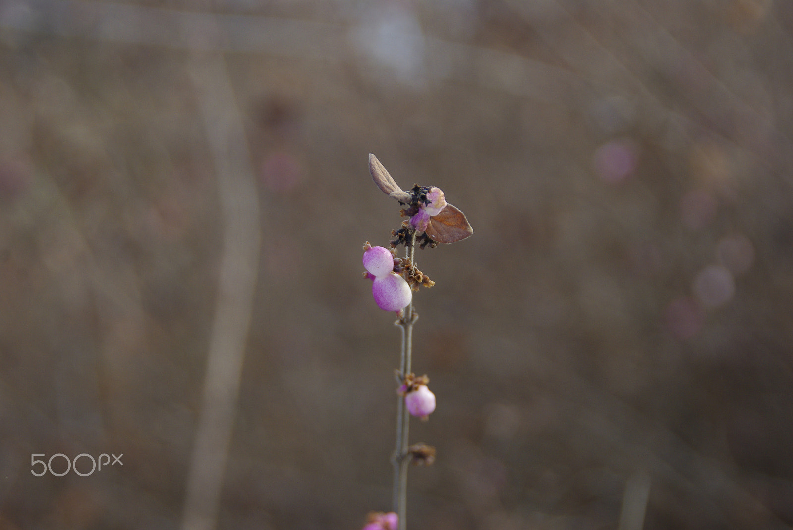 Pentax K200D + Tamron AF 18-200mm F3.5-6.3 XR Di II LD Aspherical (IF) Macro sample photo. Bloom starting photography