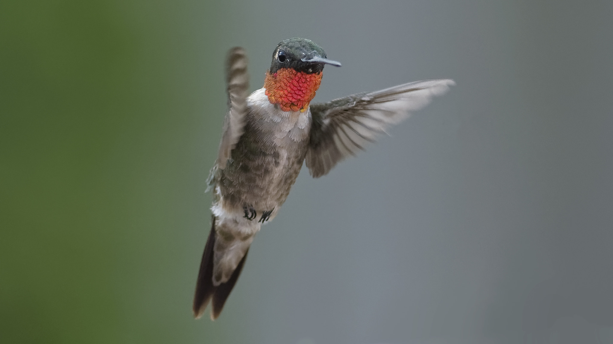 FSA-L2, EDG 65, 800mm F13 G sample photo. He's watching you photography