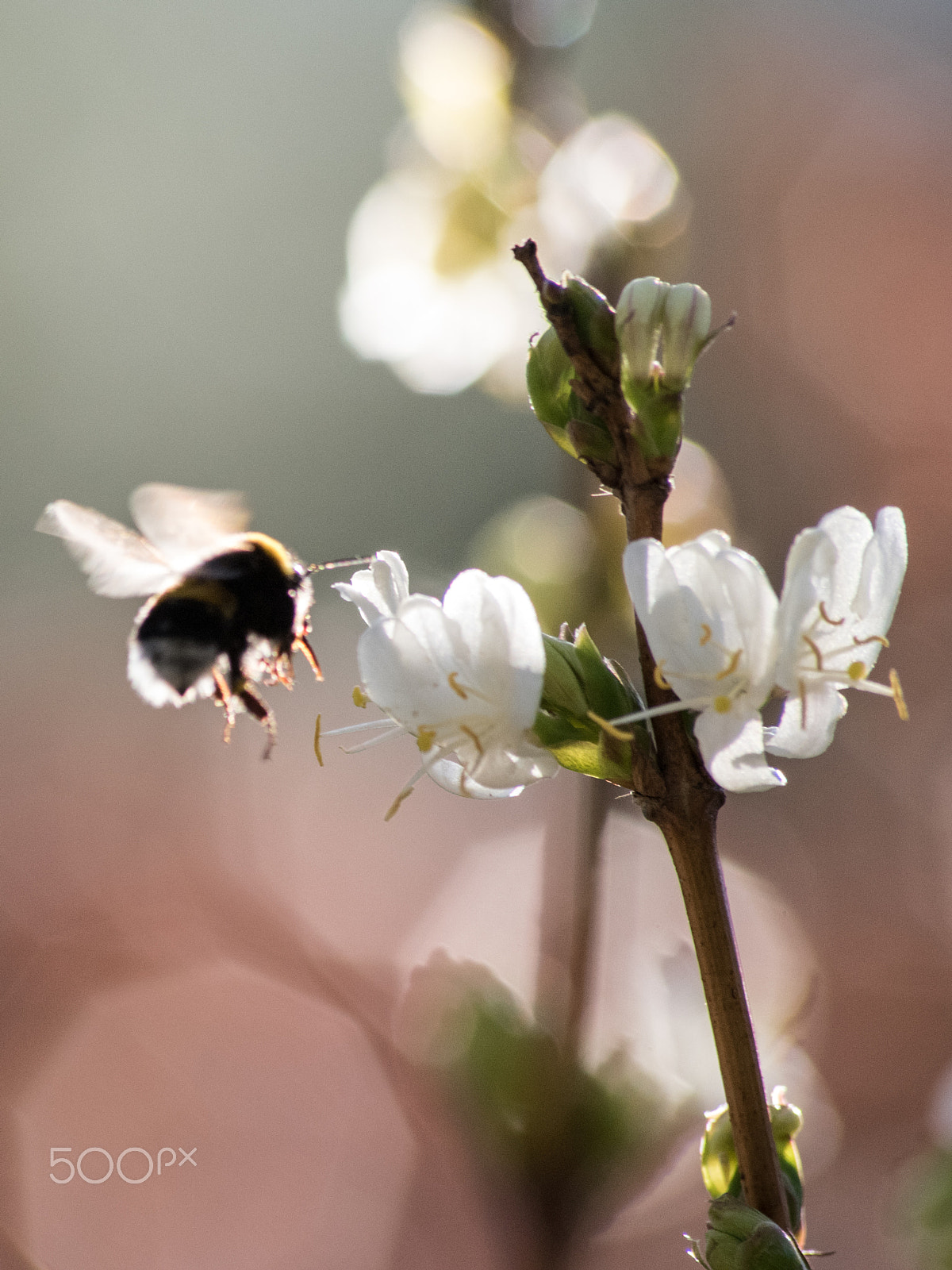 Nikon D750 sample photo. Bokeh bumblebee photography