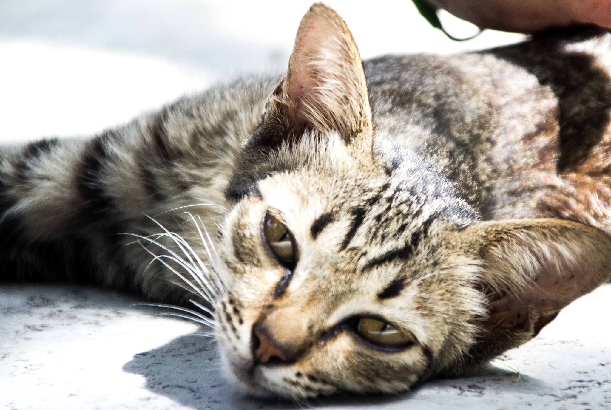 Canon EOS 1200D (EOS Rebel T5 / EOS Kiss X70 / EOS Hi) + Canon TS-E 90mm F2.8 Tilt-Shift sample photo. Animal photography