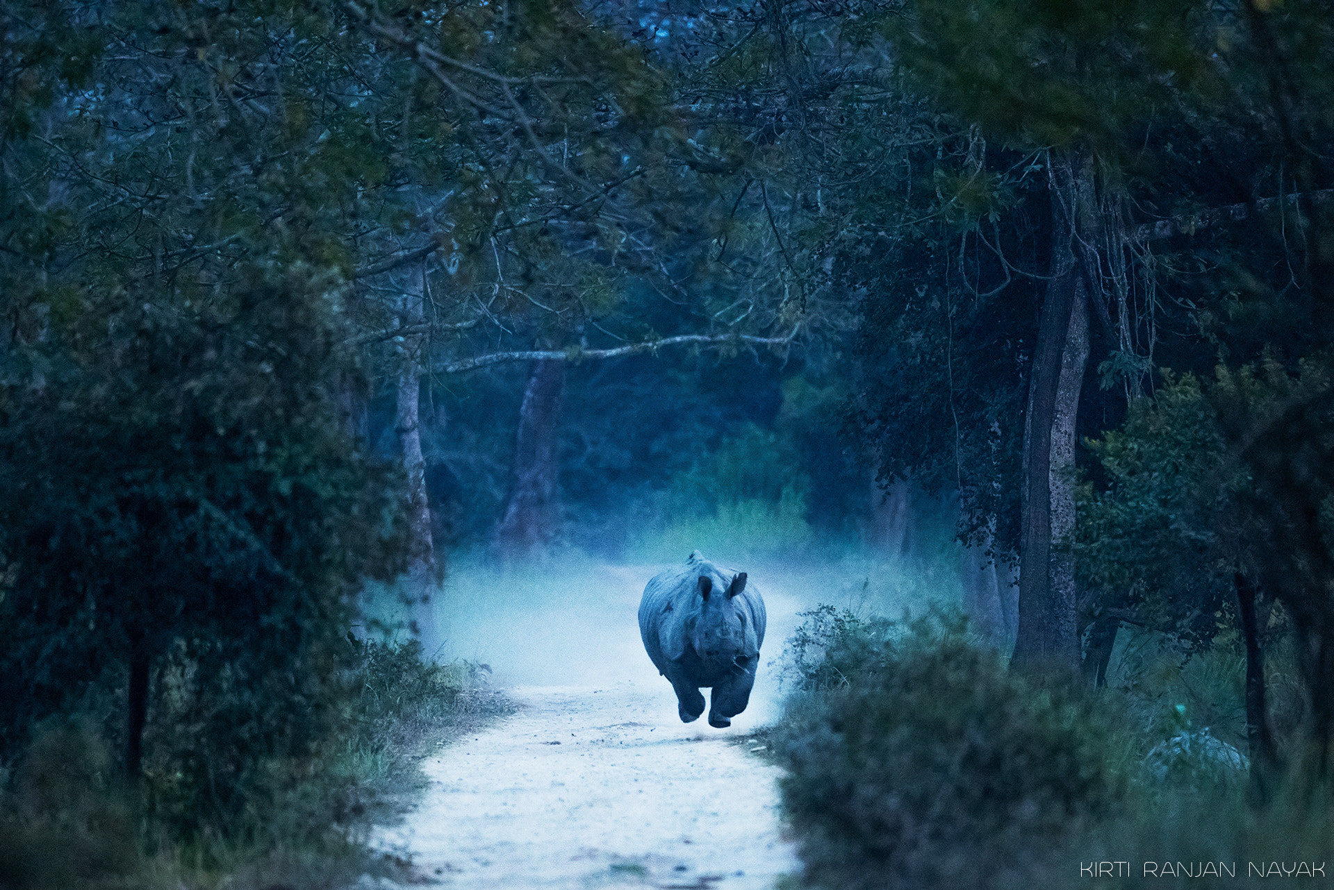 Nikon AF-S Nikkor 500mm F4E FL ED VR sample photo. Charging rhino photography