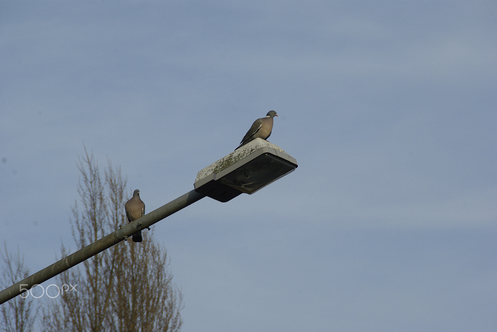 Tamron AF 18-200mm F3.5-6.3 XR Di II LD Aspherical (IF) Macro sample photo. Pigeons are watching you photography