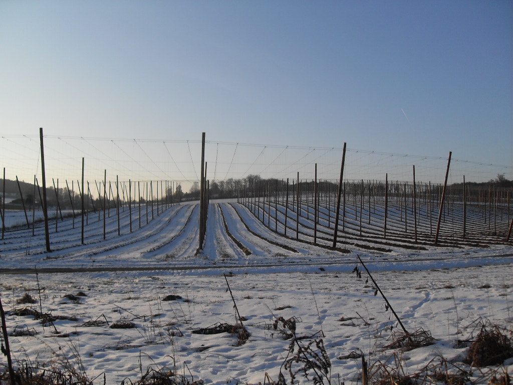 Samsung VLUU L100, M100  / Samsung L100, M100 sample photo. Feld im winter photography