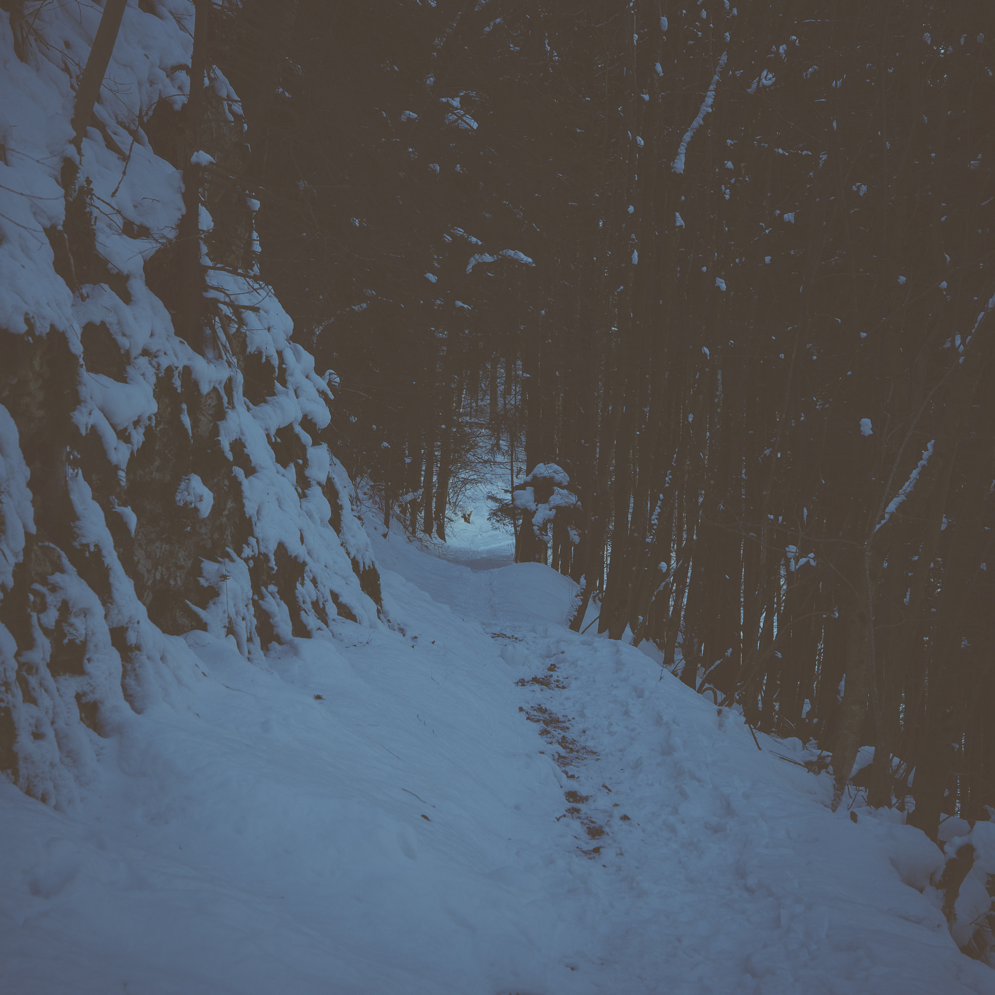 Sony SLT-A99V sample photo. Dark path photography