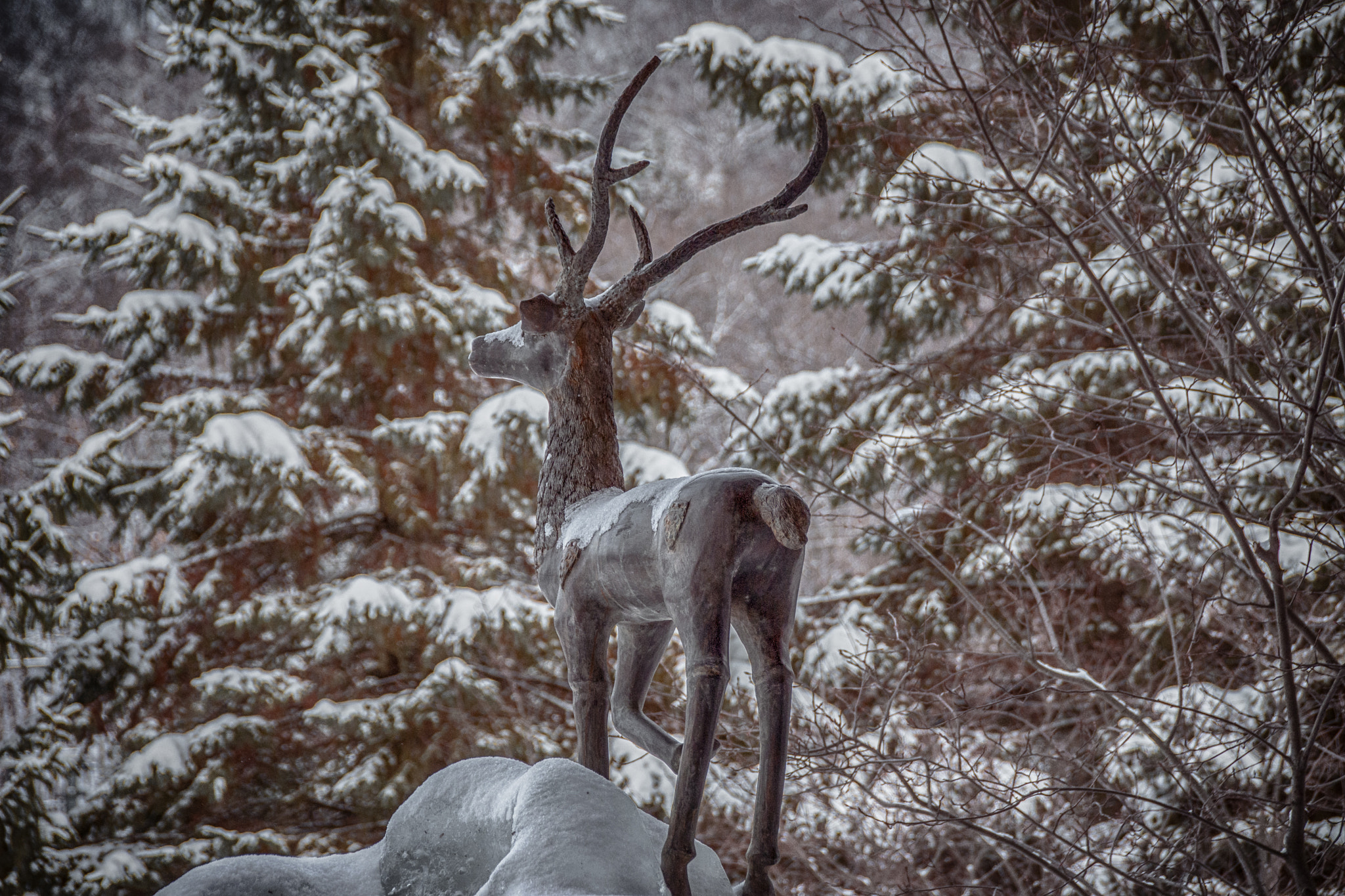 Sigma 18-250mm F3.5-6.3 DC Macro OS HSM sample photo. The deerhurst stag photography