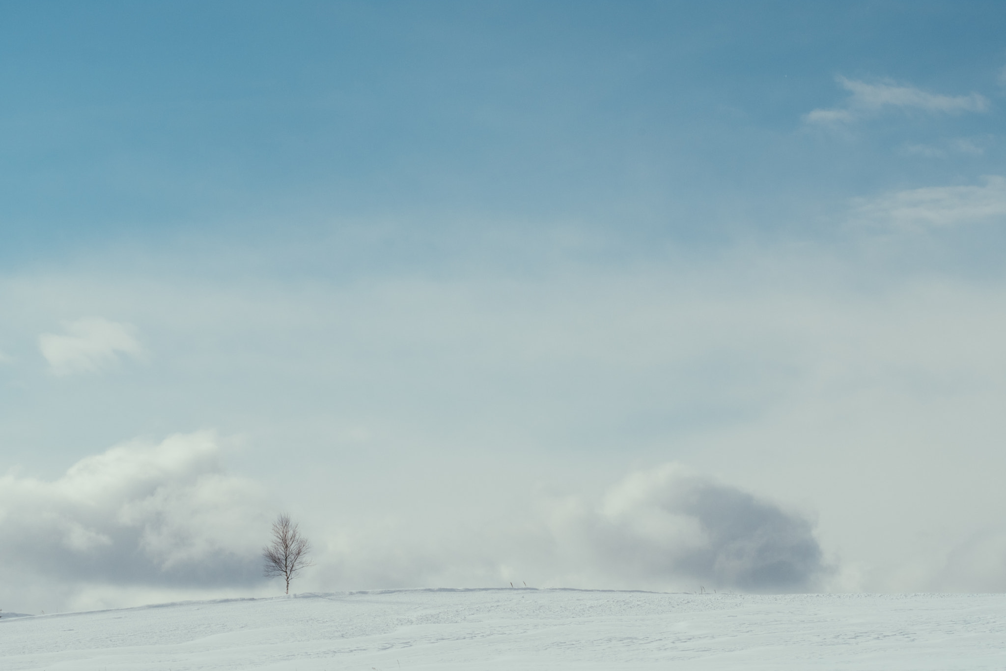 Fujifilm X-T2 + Fujifilm XF 90mm F2 R LM WR sample photo. Lonely tree photography