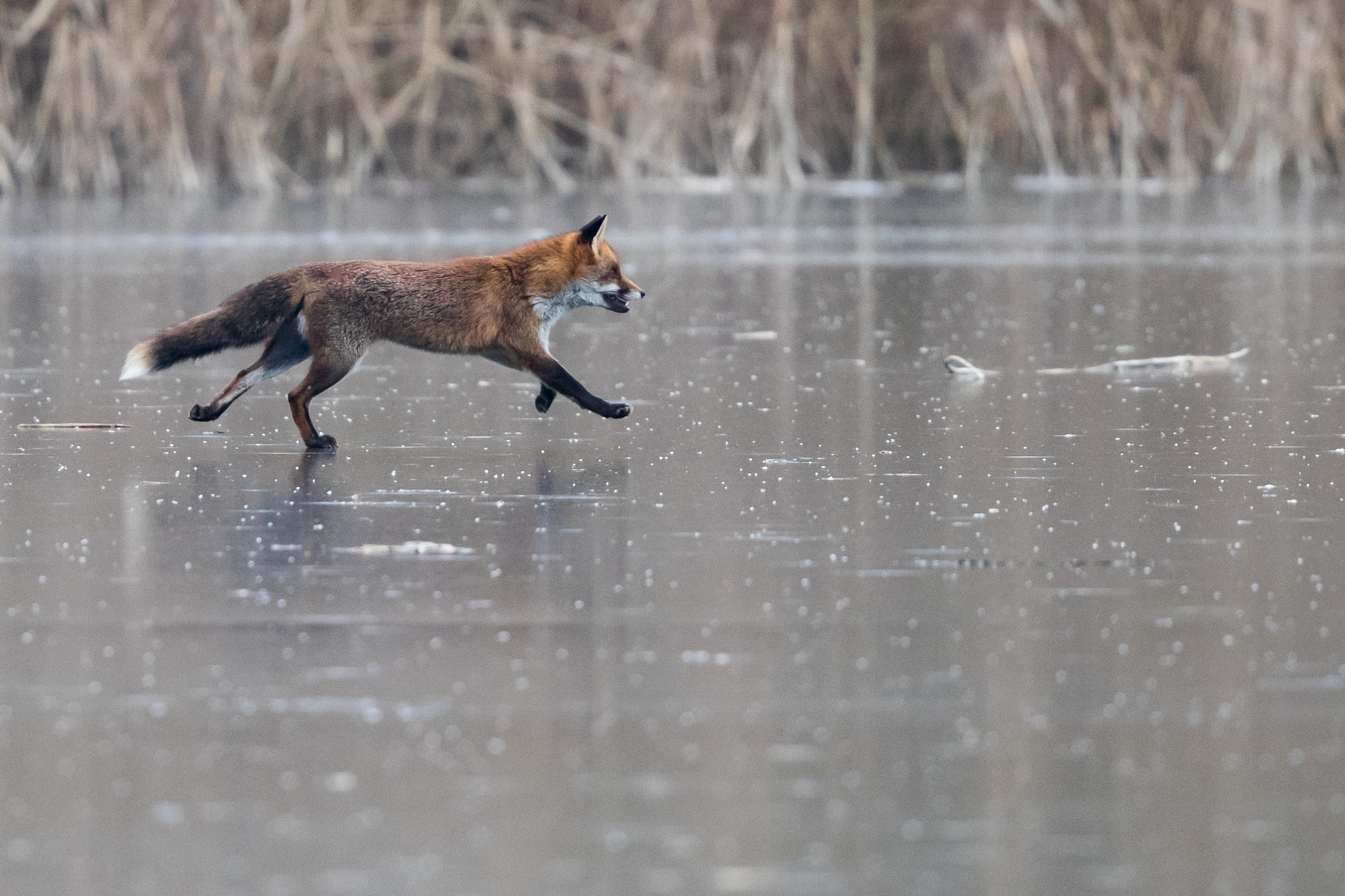 Canon EF 500mm F4L IS II USM sample photo. Fox on ice photography