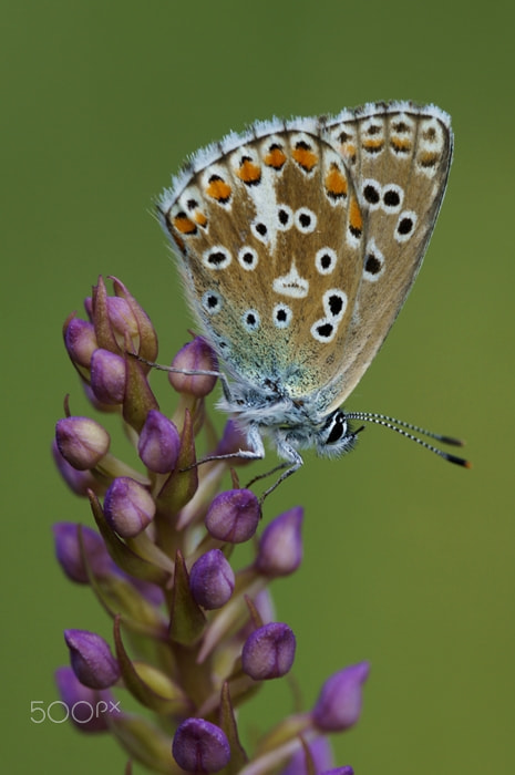 90mm F2.8 Macro SSM sample photo. Polyommatus bellargus photography