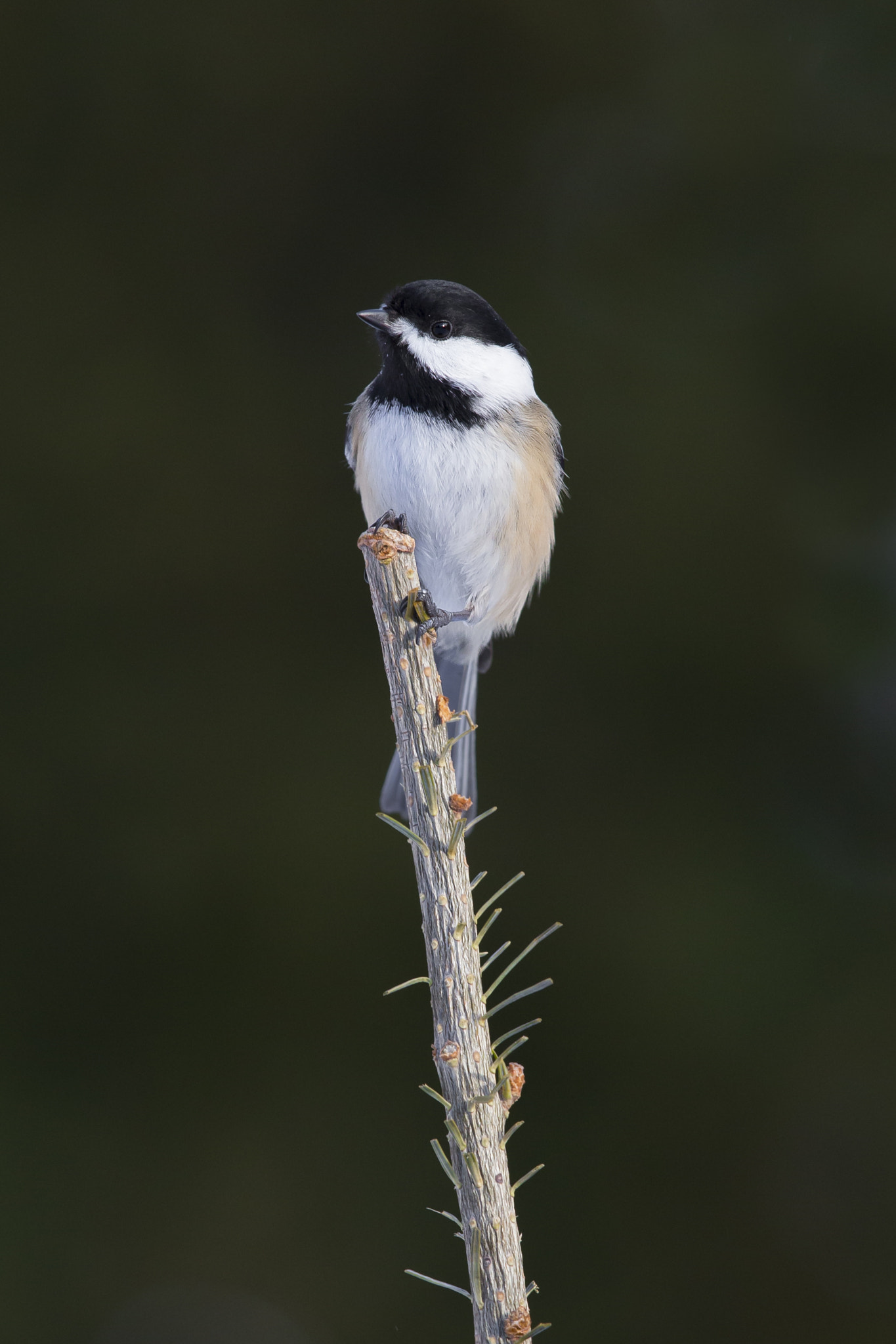 Canon EF 600mm F4L IS II USM sample photo. Black-capped chickadee photography