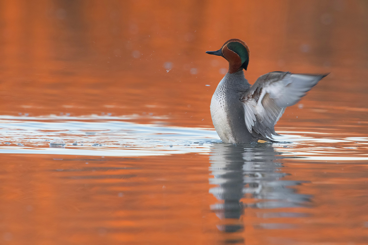 Nikon D500 + Nikon AF-S Nikkor 600mm F4G ED VR sample photo. Alzavola- eurasian teal photography