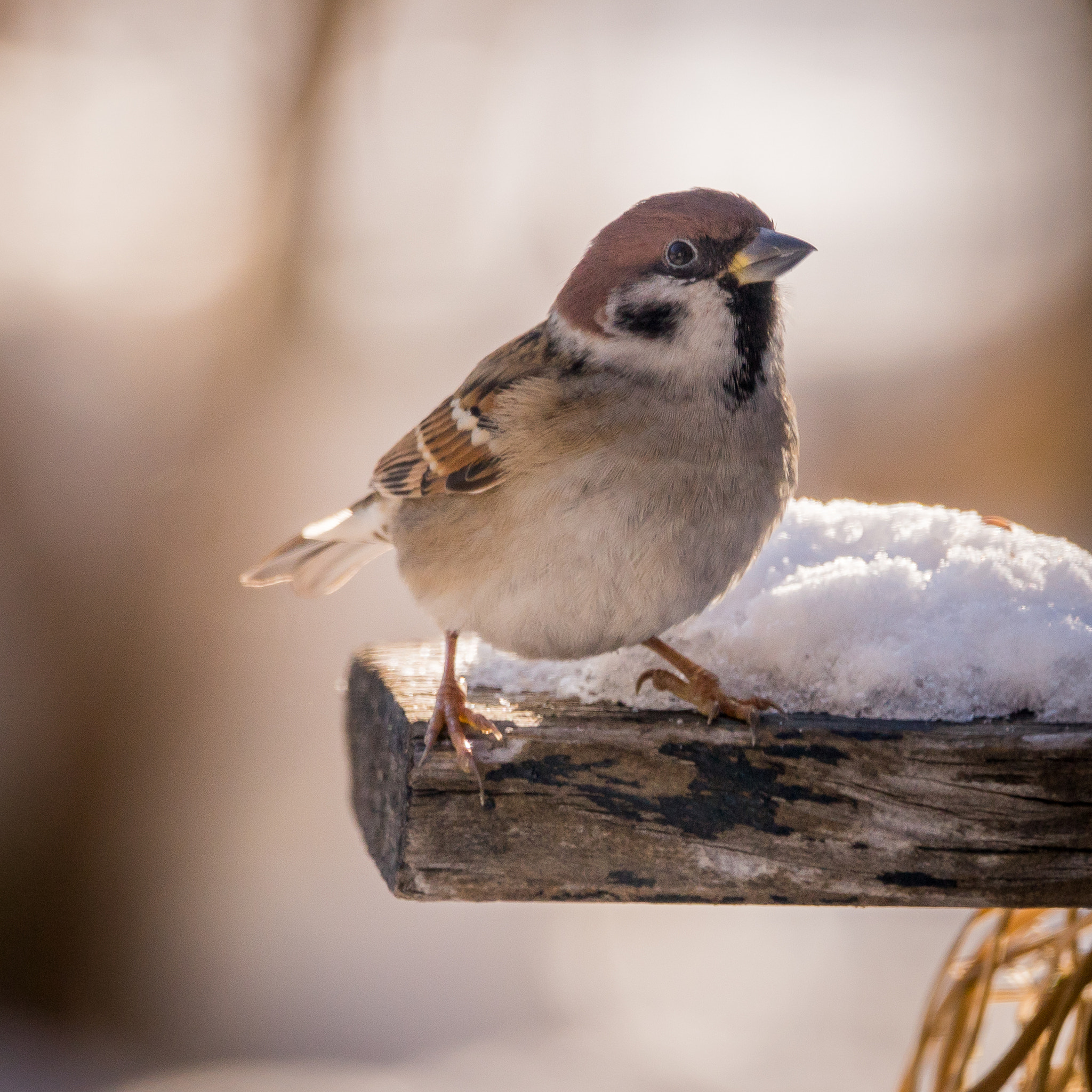 Sony ILCA-77M2 sample photo. Cute little bird photography