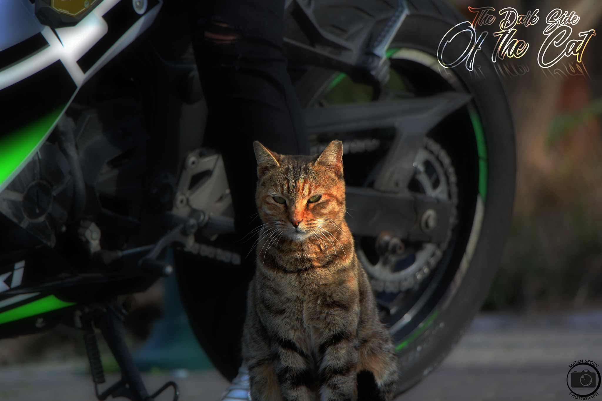 Canon EOS 1200D (EOS Rebel T5 / EOS Kiss X70 / EOS Hi) sample photo. Darkside of the cat photography