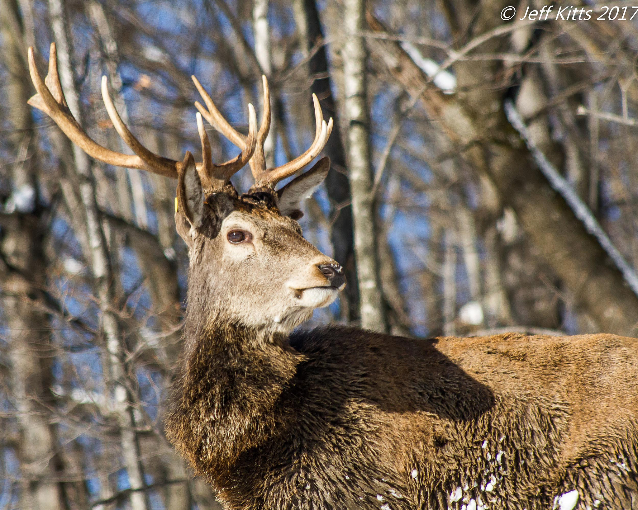 Canon EOS 7D + Canon EF 75-300mm f/4-5.6 USM sample photo. 3257-red deer stag photography