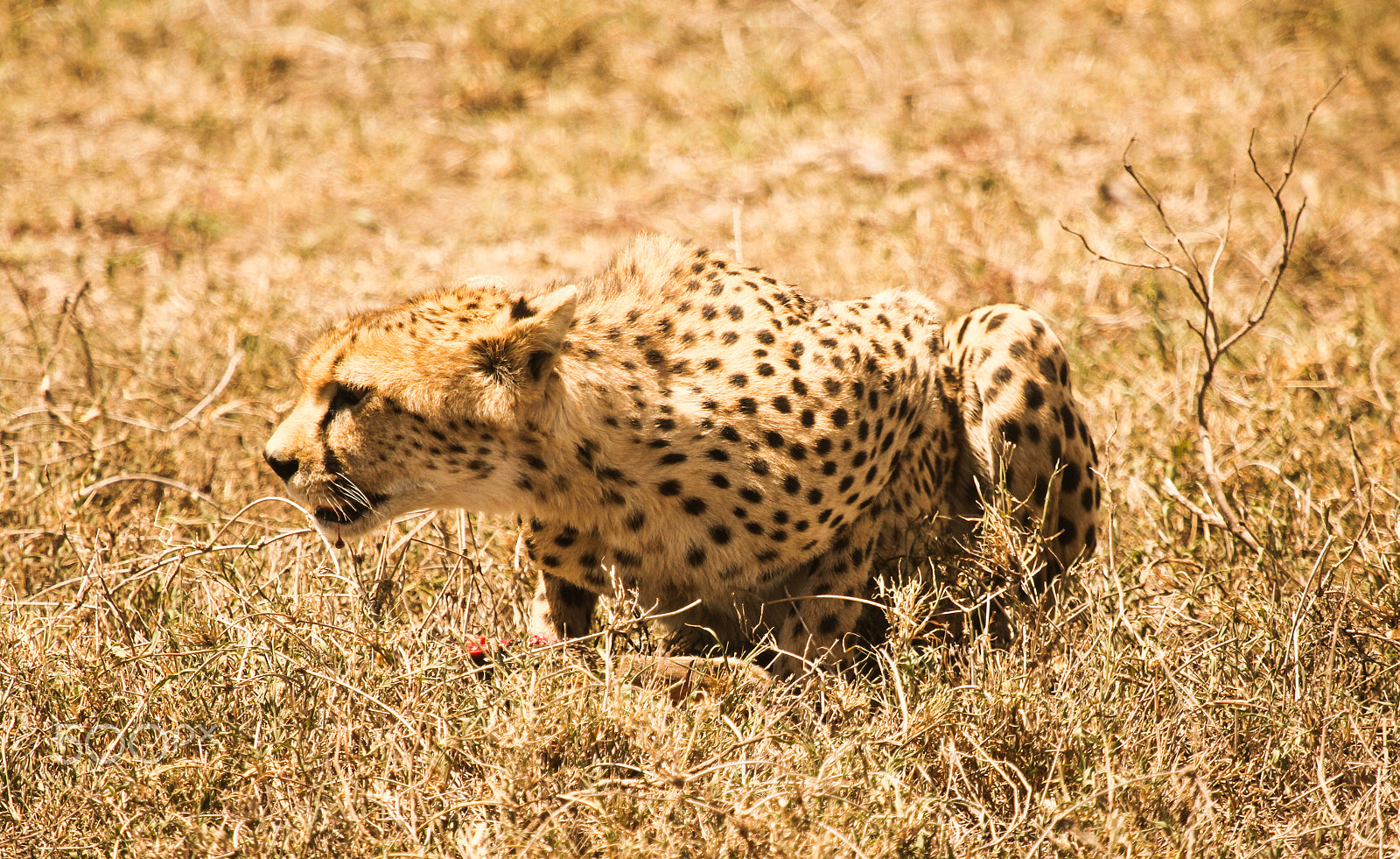 Canon EF 100-400mm F4.5-5.6L IS USM sample photo. Cheetah relishing her meal photography