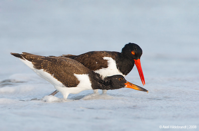 Canon EOS-1D Mark III sample photo. American oystercatcher and chick photography