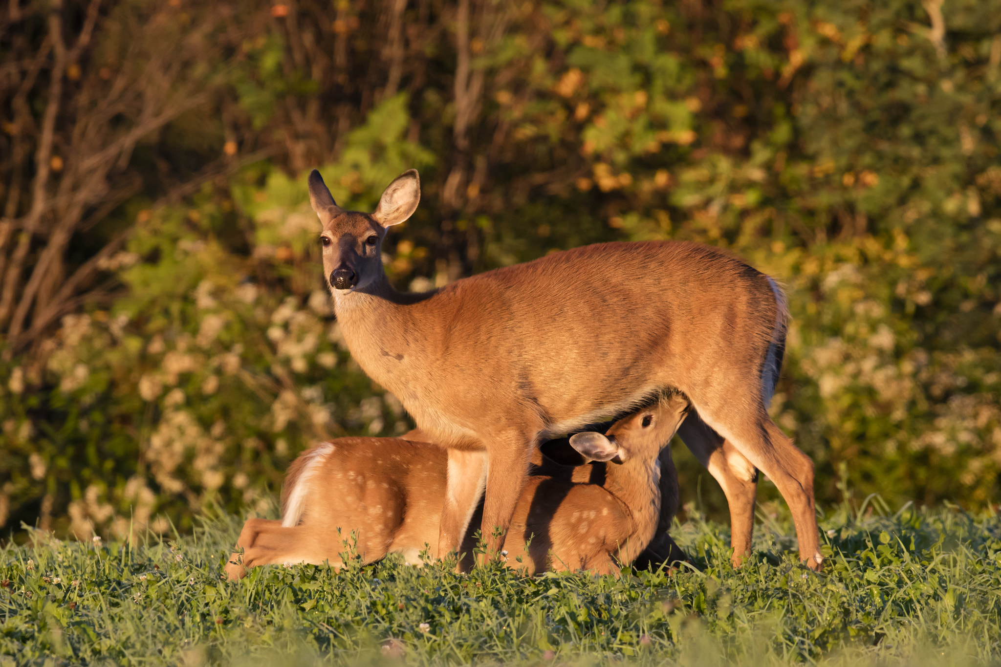 Canon EF 600mm F4L IS II USM sample photo. White-tailed deer photography