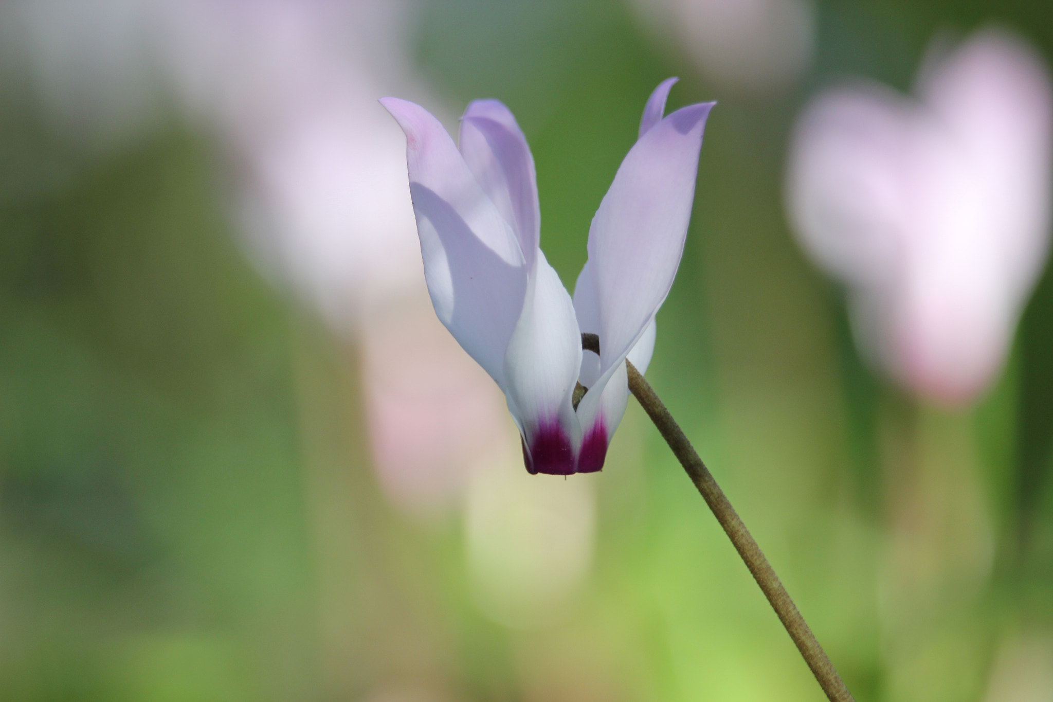 Canon EF-S 55-250mm F4-5.6 IS STM sample photo. The saint photography