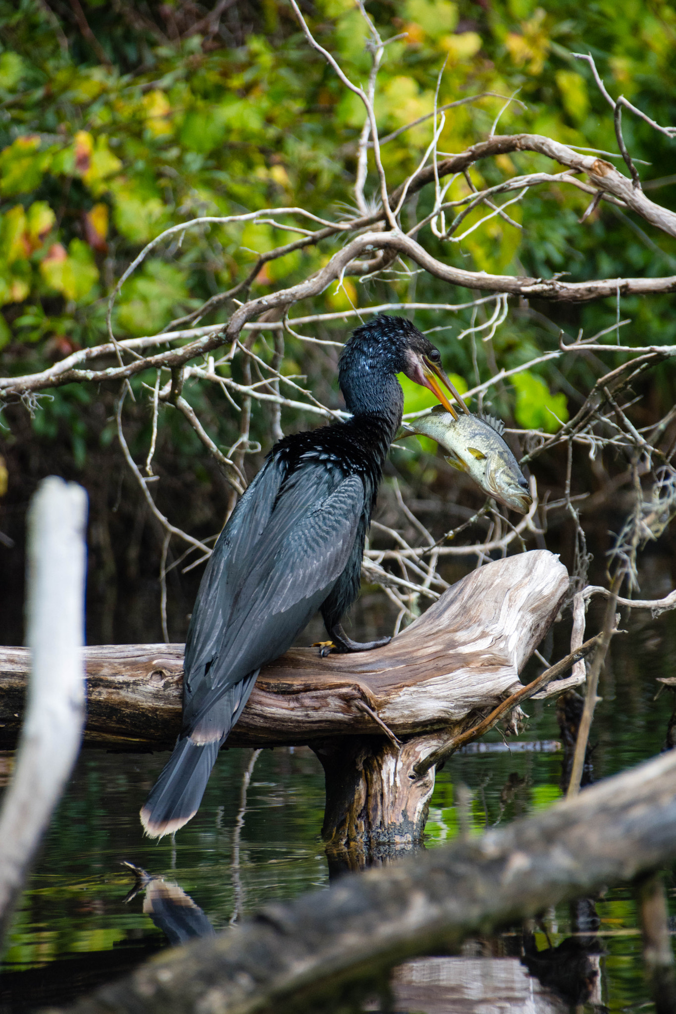Sigma 18-250mm F3.5-6.3 DC Macro OS HSM sample photo. Anhinga anhinga photography