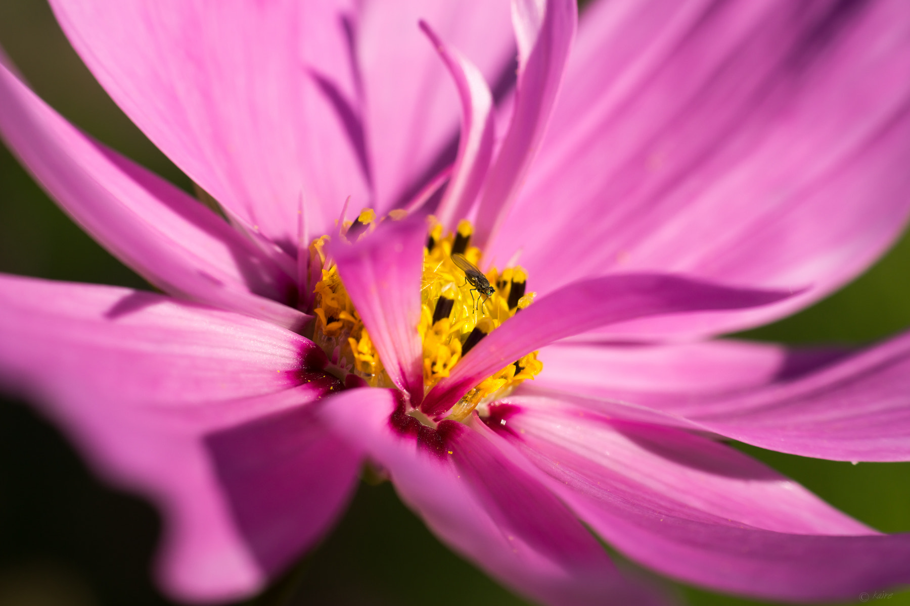 Sony SLT-A77 + Tamron AF 55-200mm F4-5.6 Di II LD Macro sample photo. Fly in the cosmos  :) photography