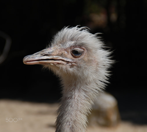 Nikon D80 sample photo. Ostrich photography