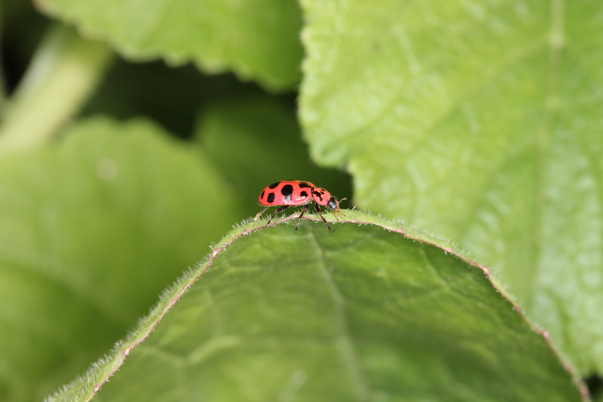 Canon EF-S 60mm F2.8 Macro USM sample photo. Coccinellidae photography