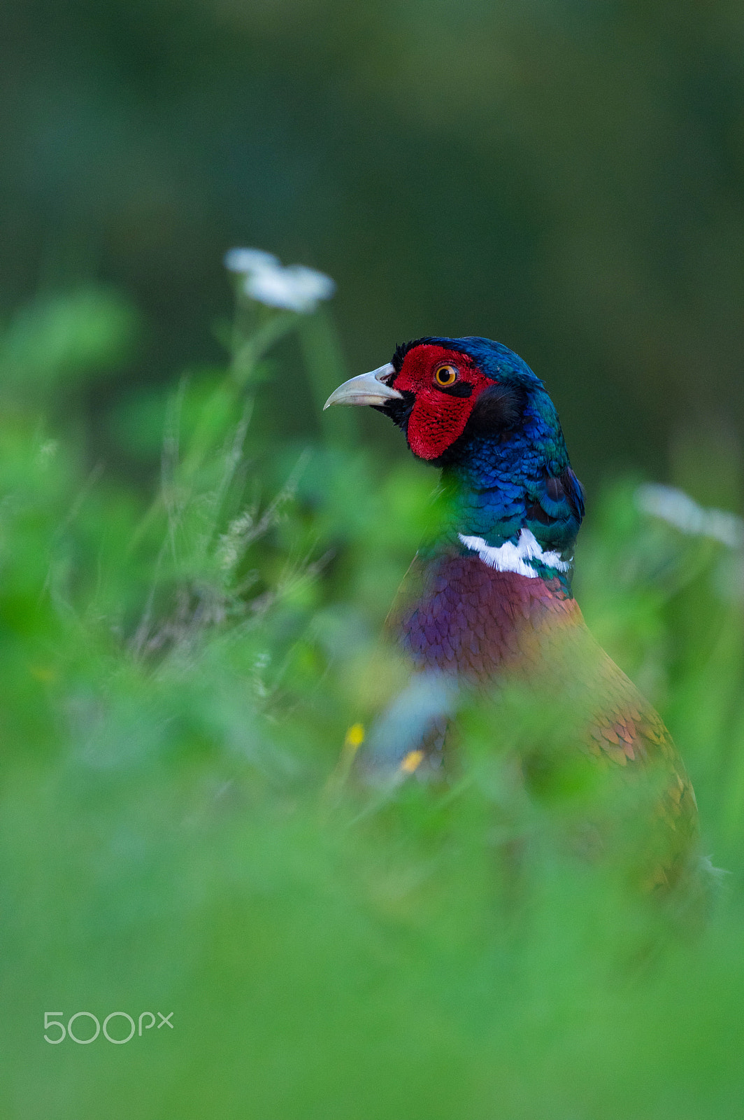 Pentax K-3 + Pentax smc DA* 300mm F4.0 ED (IF) SDM sample photo. Pheasant photography