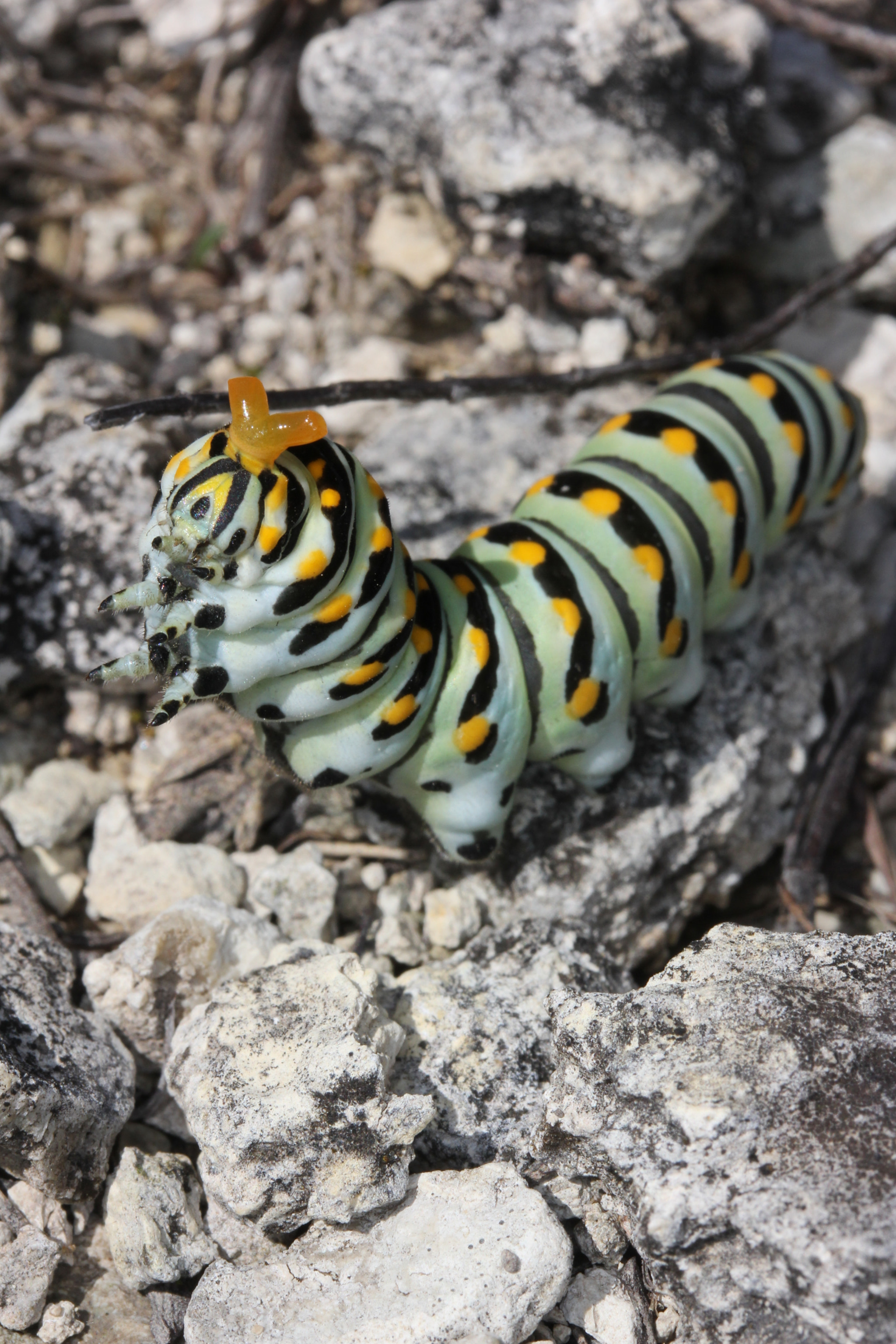 Canon EF-S 60mm F2.8 Macro USM sample photo. Black swallowtail caterpillar photography