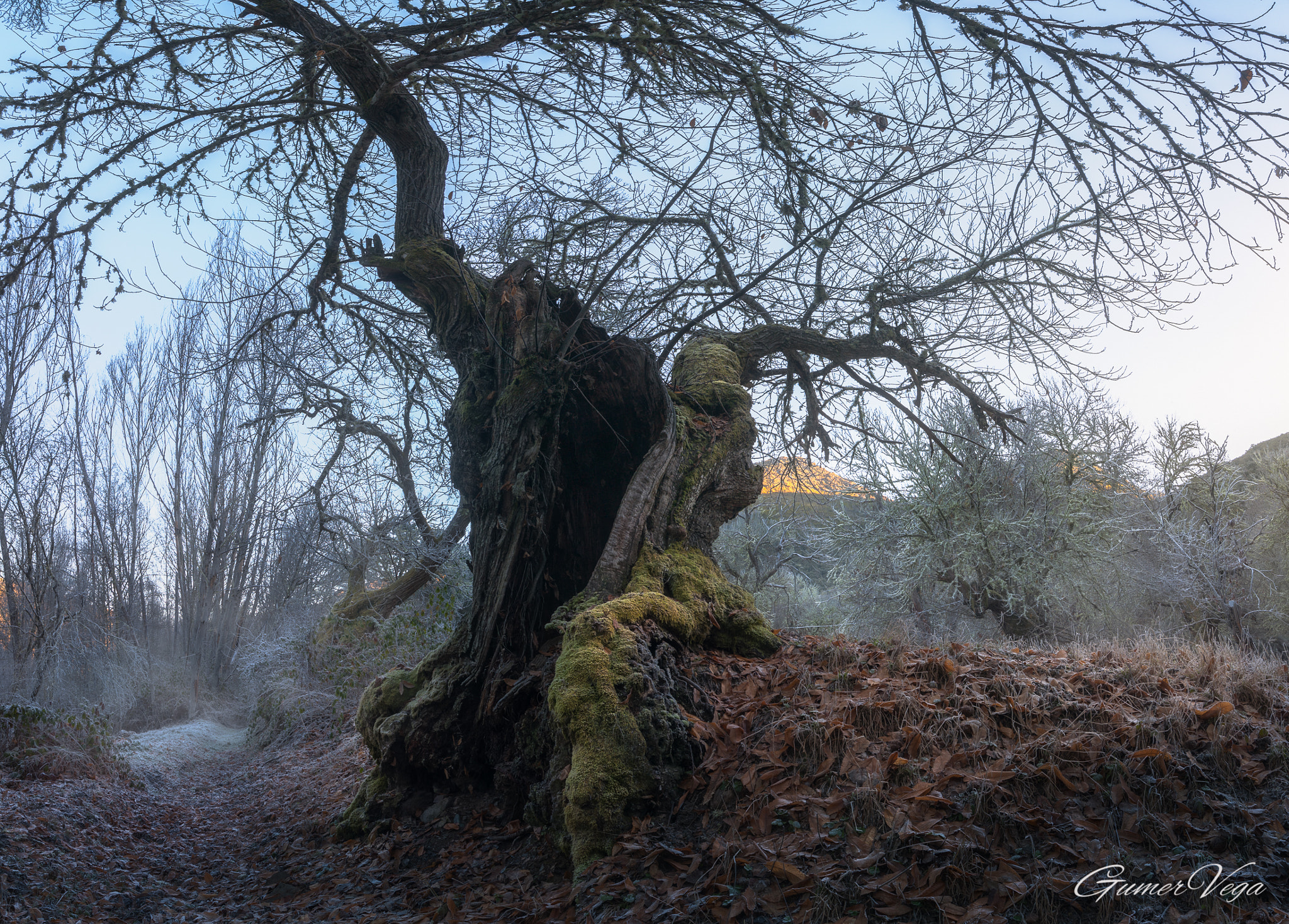 Canon EOS 5D sample photo. Old chestnut tree photography