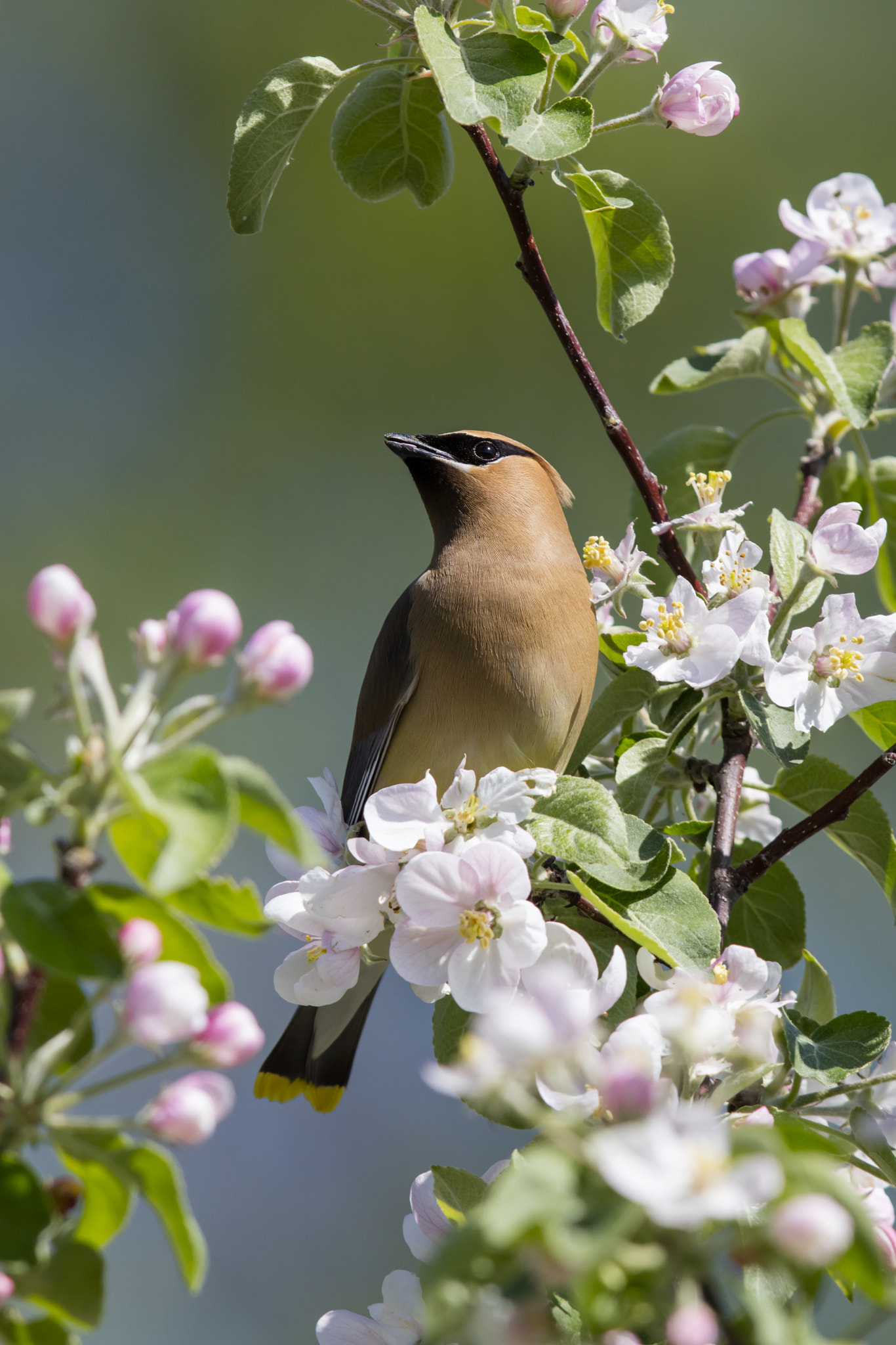 Canon EOS 5DS R sample photo. Cedar waxwing photography