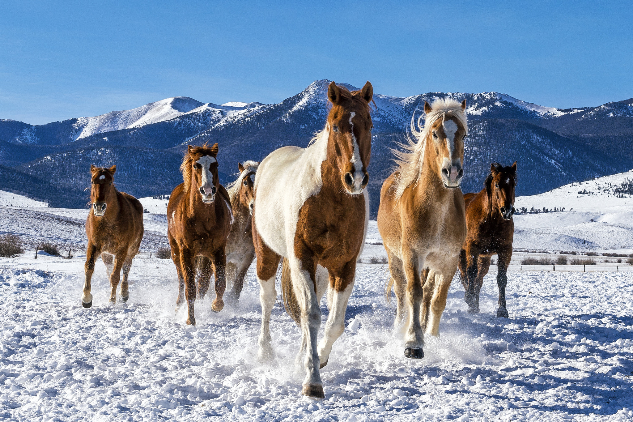 Sony a99 II sample photo. Horses in a colorado winter photography
