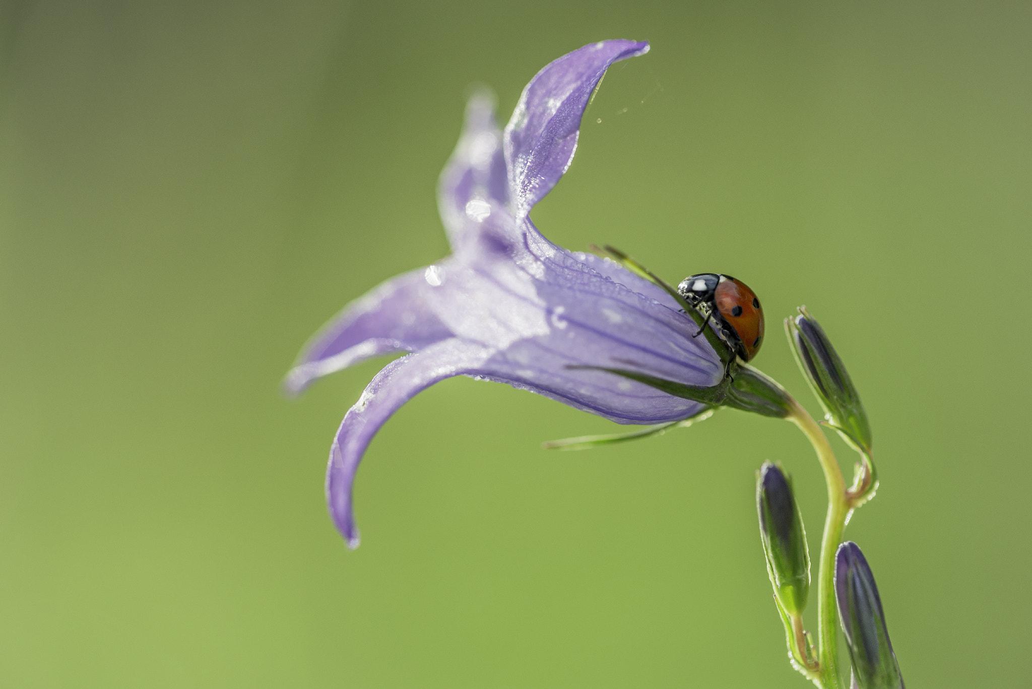 Sigma 105mm F2.8 EX DG OS HSM sample photo. Coccinella photography