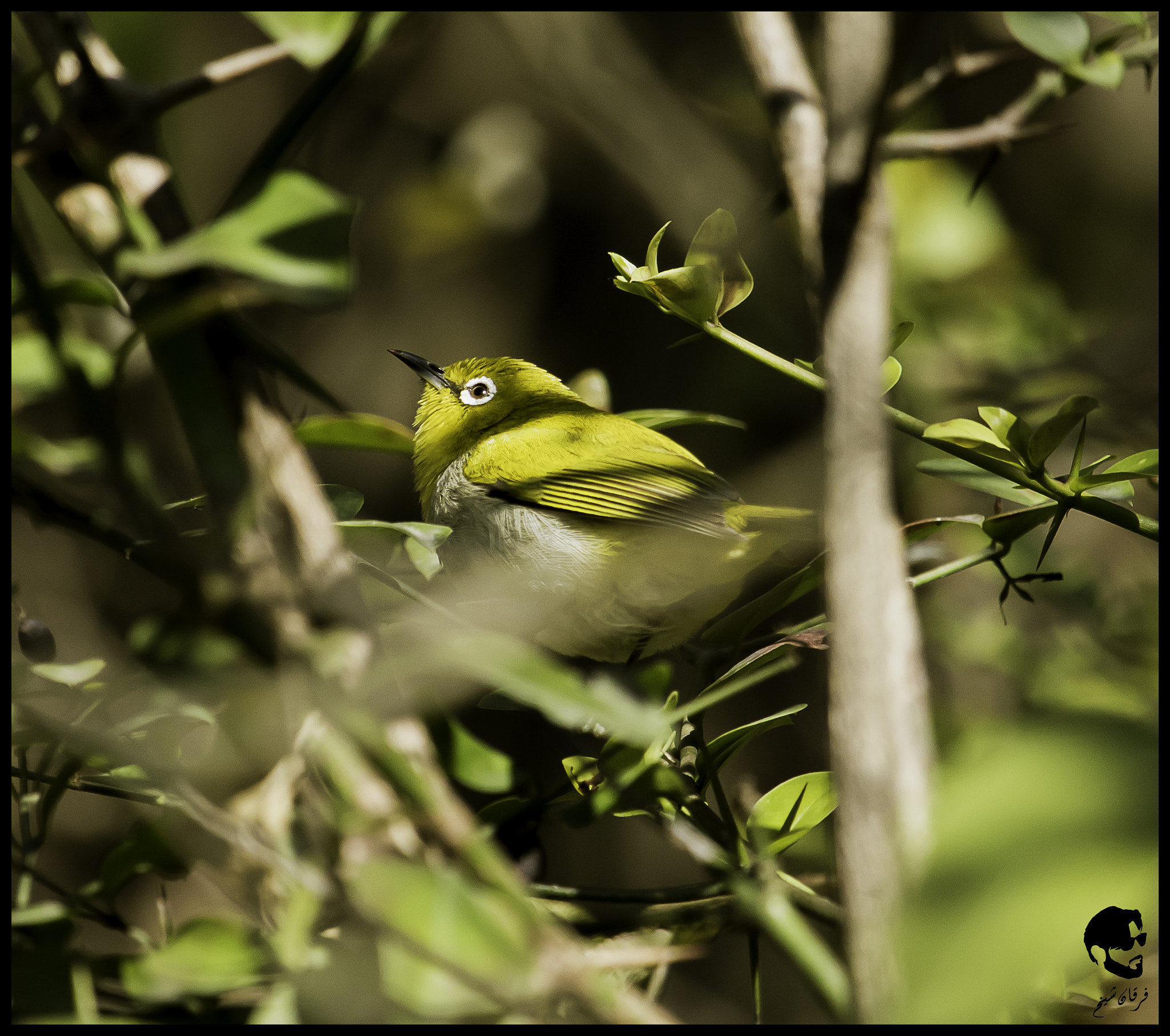 Canon EF-S 55-250mm F4-5.6 IS STM sample photo. Oriental white eye photography