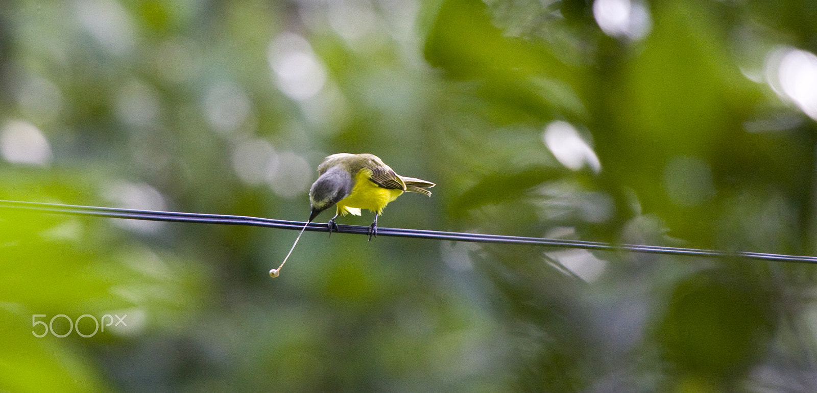 Canon EOS 50D + Canon EF 100-400mm F4.5-5.6L IS USM sample photo. Loosing battle photography