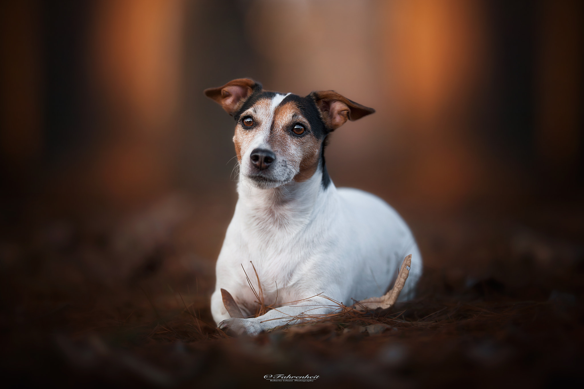 Canon EOS-1Ds Mark III + Canon EF 200mm F2L IS USM sample photo. Sunset in the woods photography