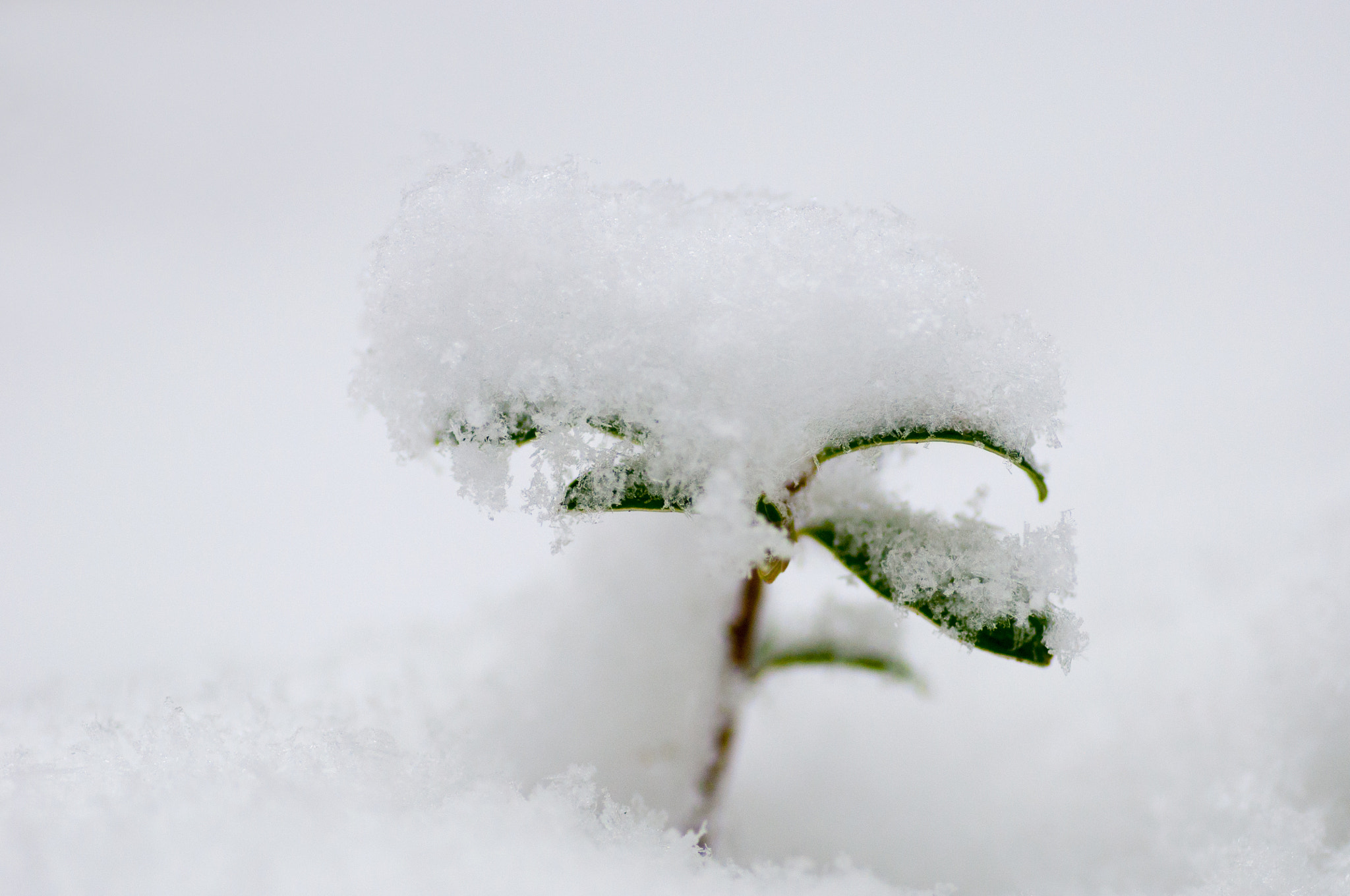 Tokina AT-X Pro 100mm F2.8 Macro sample photo. Under the snow photography