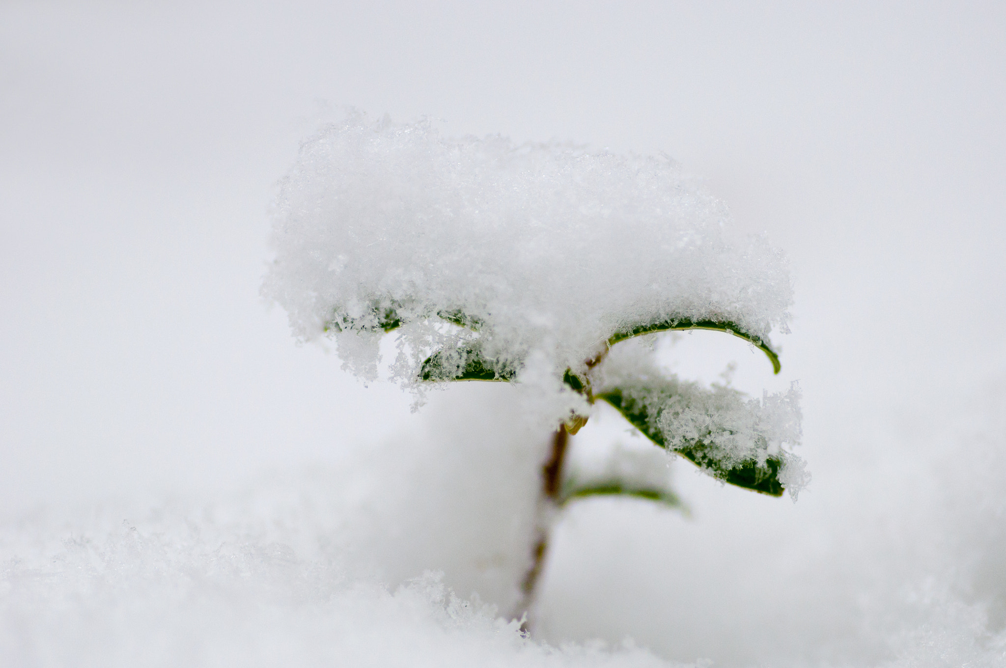 Nikon D90 + Tokina AT-X Pro 100mm F2.8 Macro sample photo. Under the snow photography