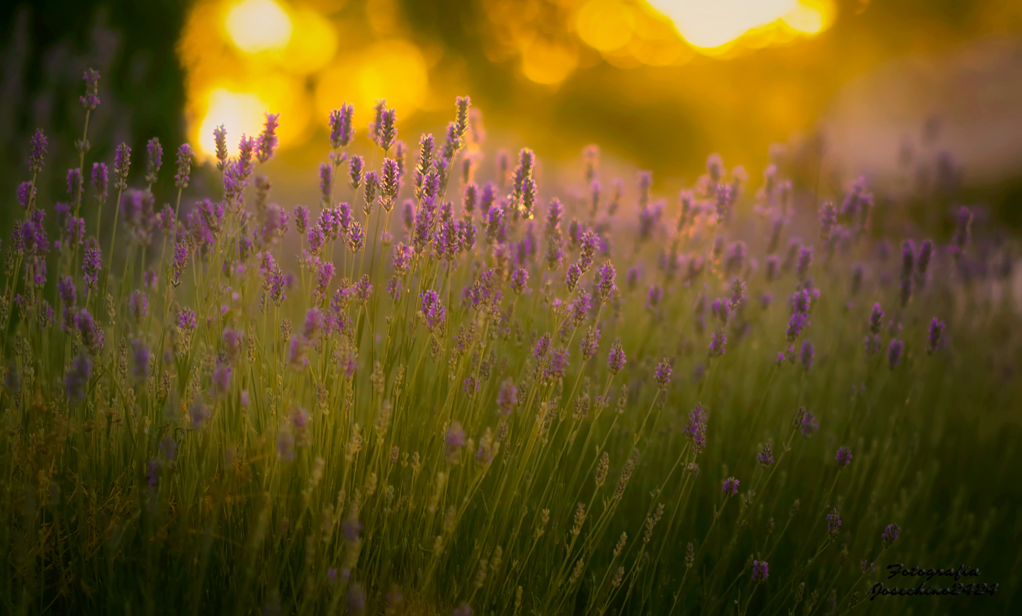 AF DC-Nikkor 135mm f/2D sample photo. El sabor del amanecer photography