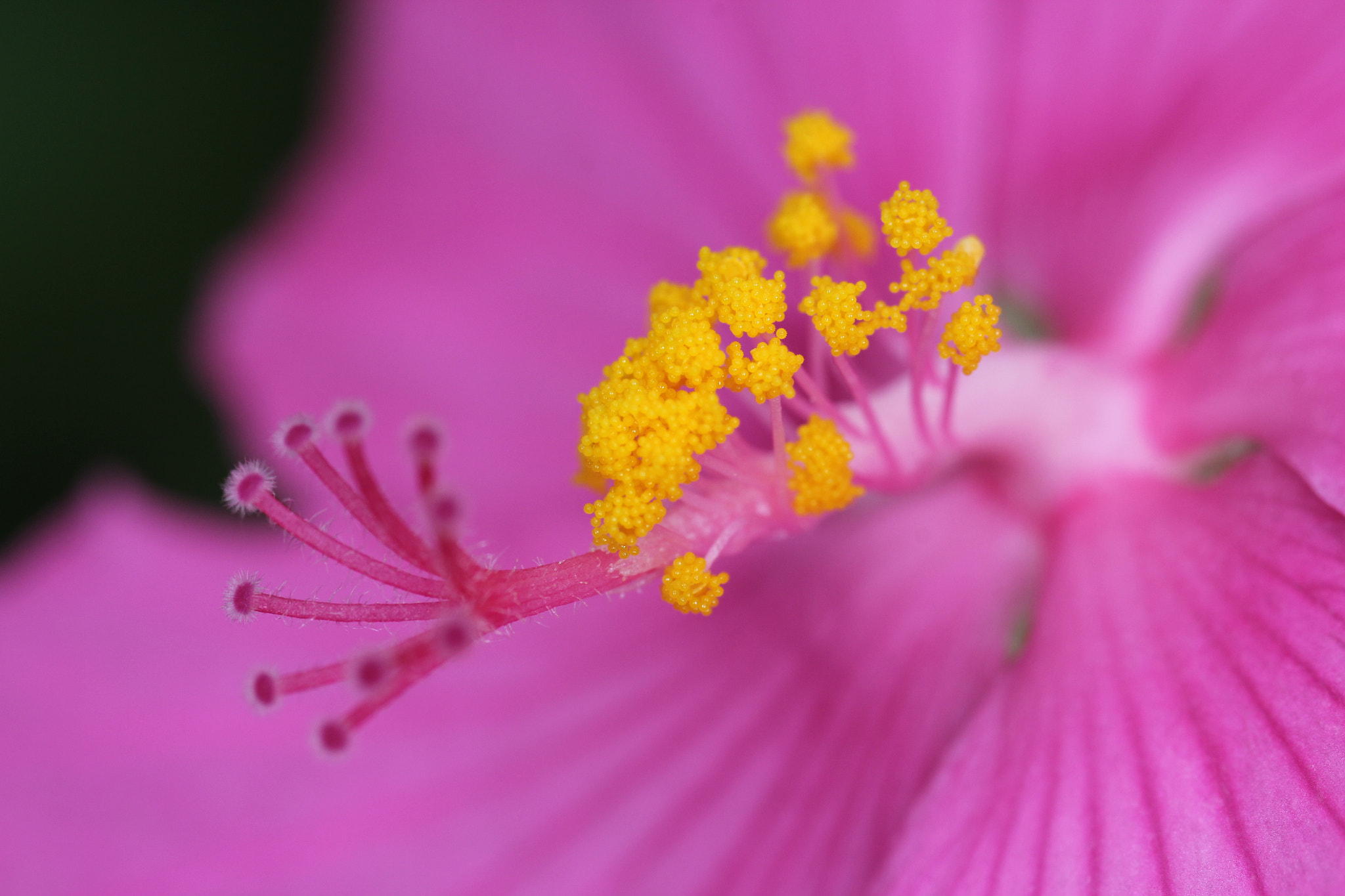 Canon MP-E 65mm F2.5 1-5x Macro Photo sample photo. Hibiscus photography