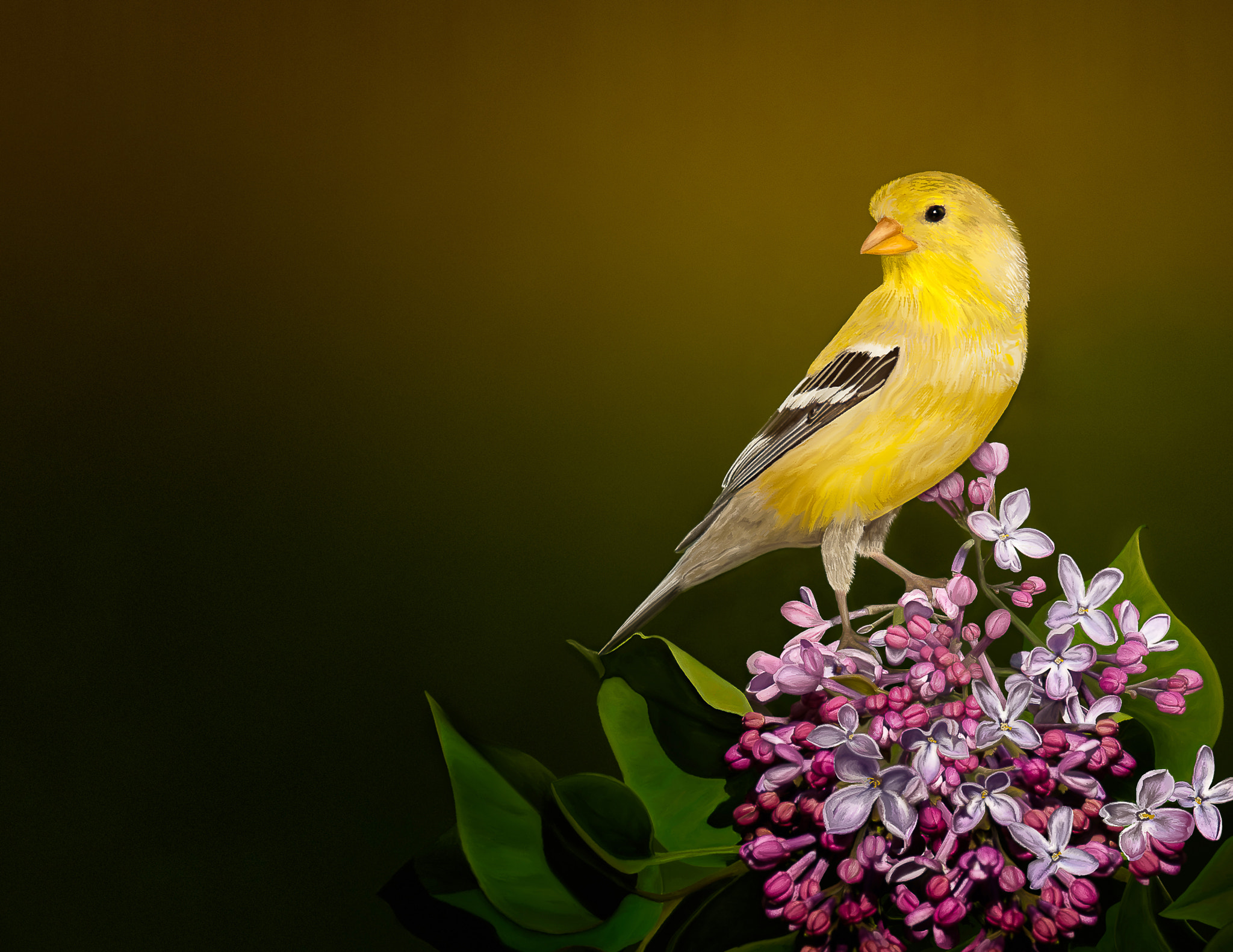 Nikon D700 sample photo. Goldfinch painting photography