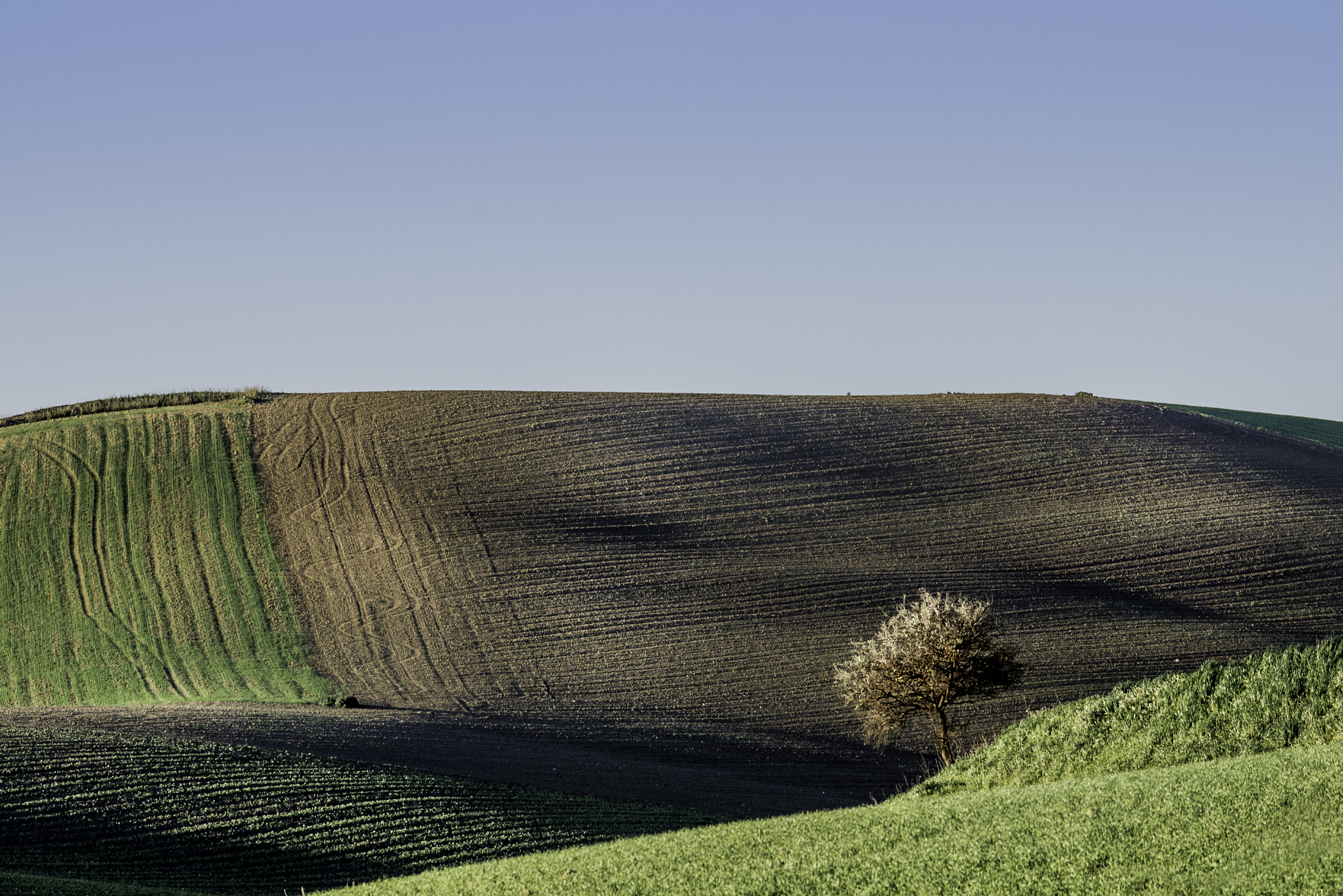 Nikon AF-S Nikkor 70-200mm F4G ED VR sample photo. Tree photography